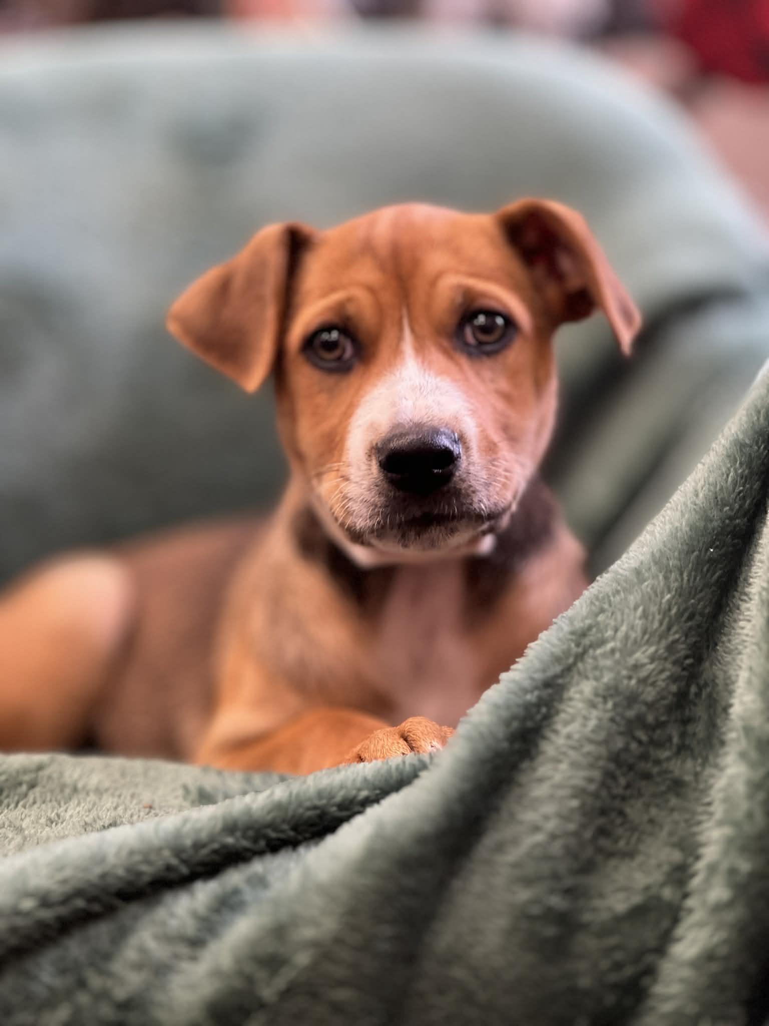 Enlarge Autumn the mixed breed Puppy, a Adoptable mixed breed in Muskego, WI image 2/6