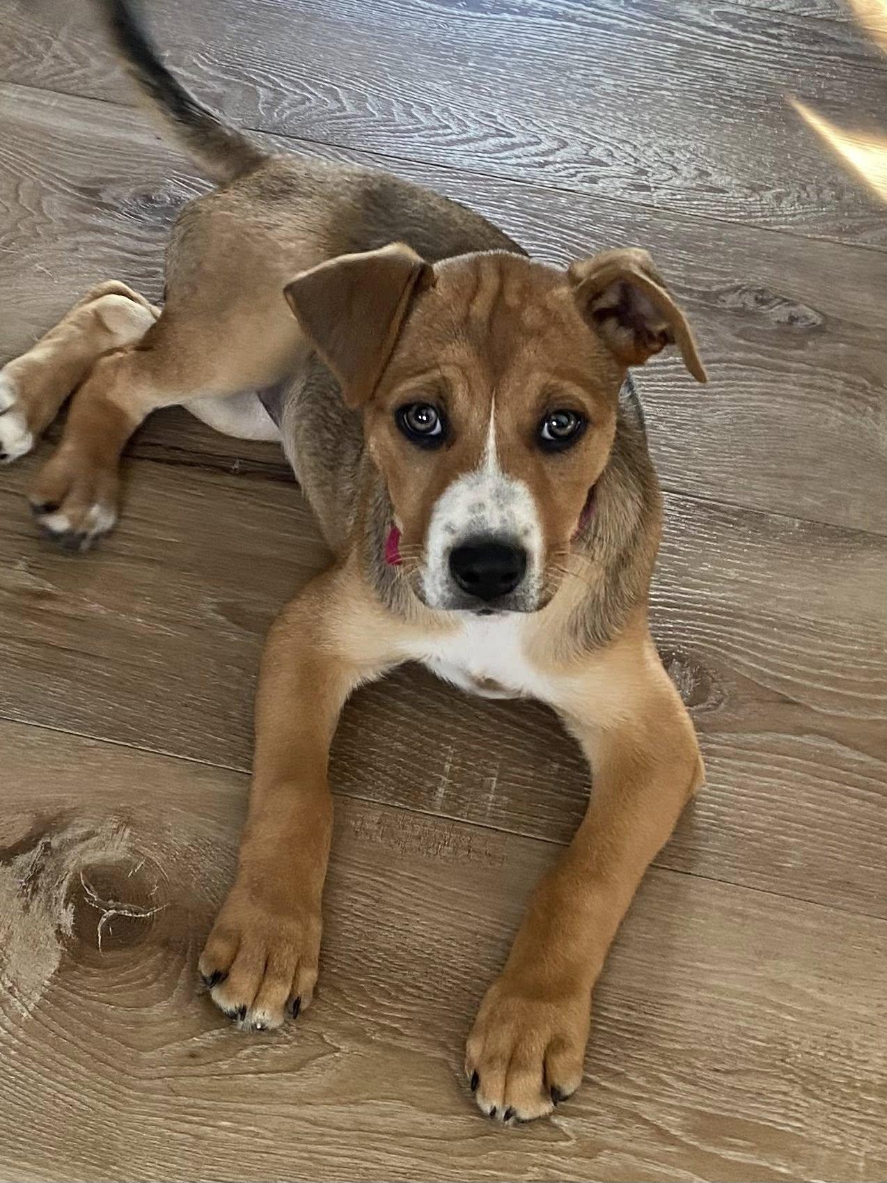 Enlarge Autumn the mixed breed Puppy, a Adoptable mixed breed in Muskego, WI image 5/6