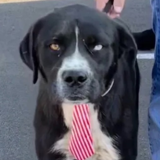 Gomer , an adoptable Great Dane in Canyon, TX, 79015 | Photo Image 1