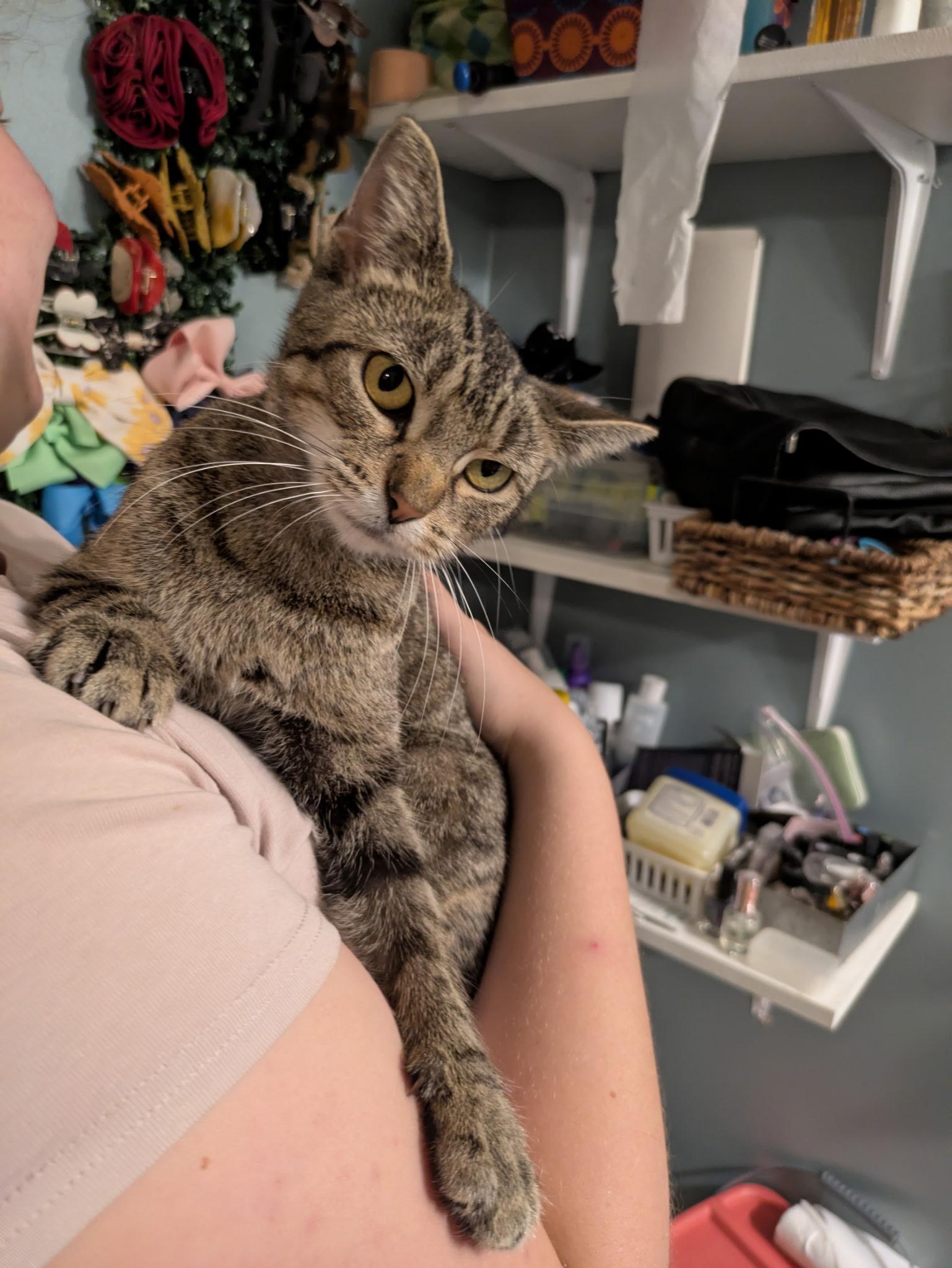 Enlarge China, a Adoptable mixed breed in Mineral Point, WI image 2/3