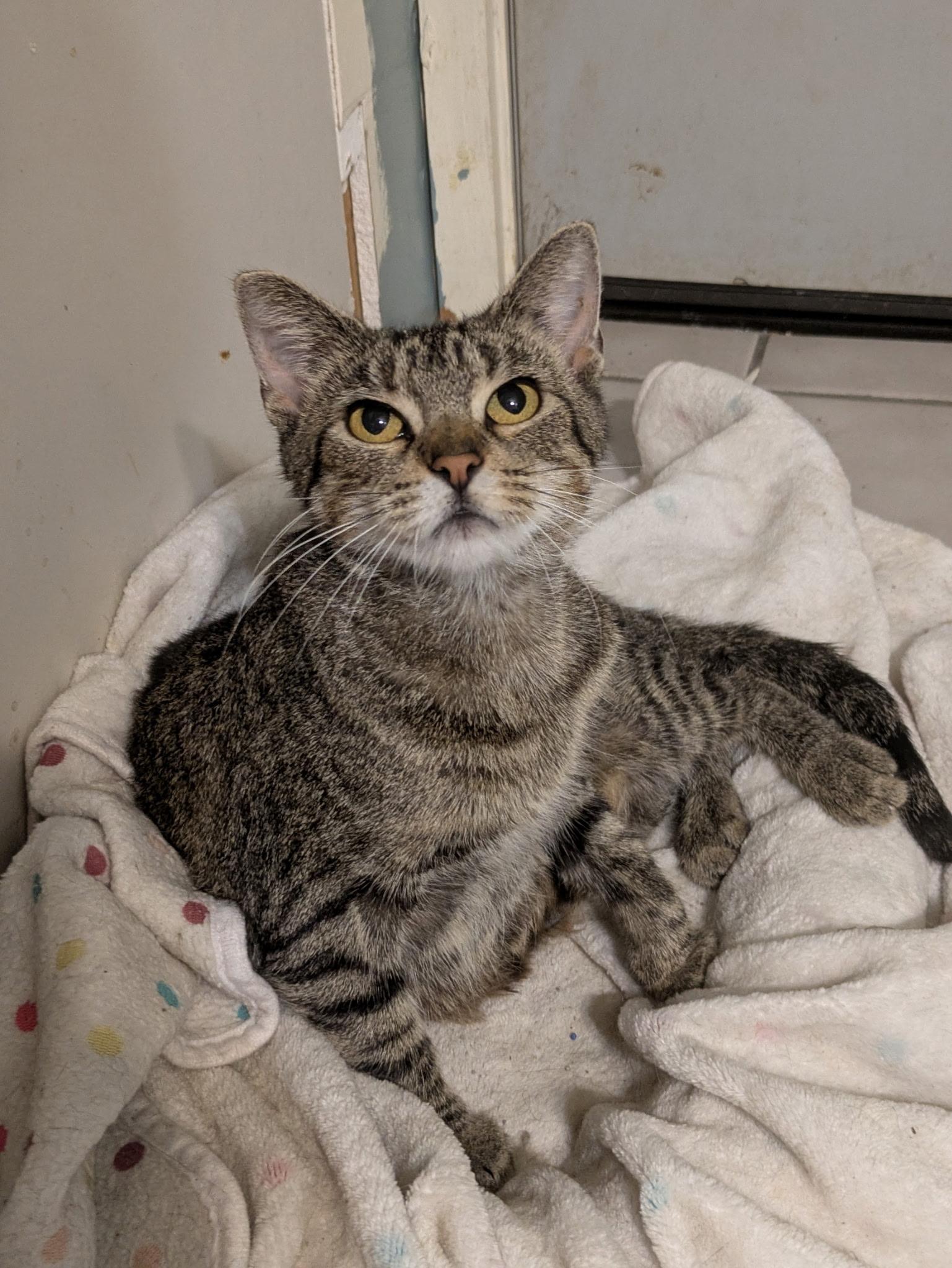 Enlarge China, a Adoptable mixed breed in Mineral Point, WI image 1/3