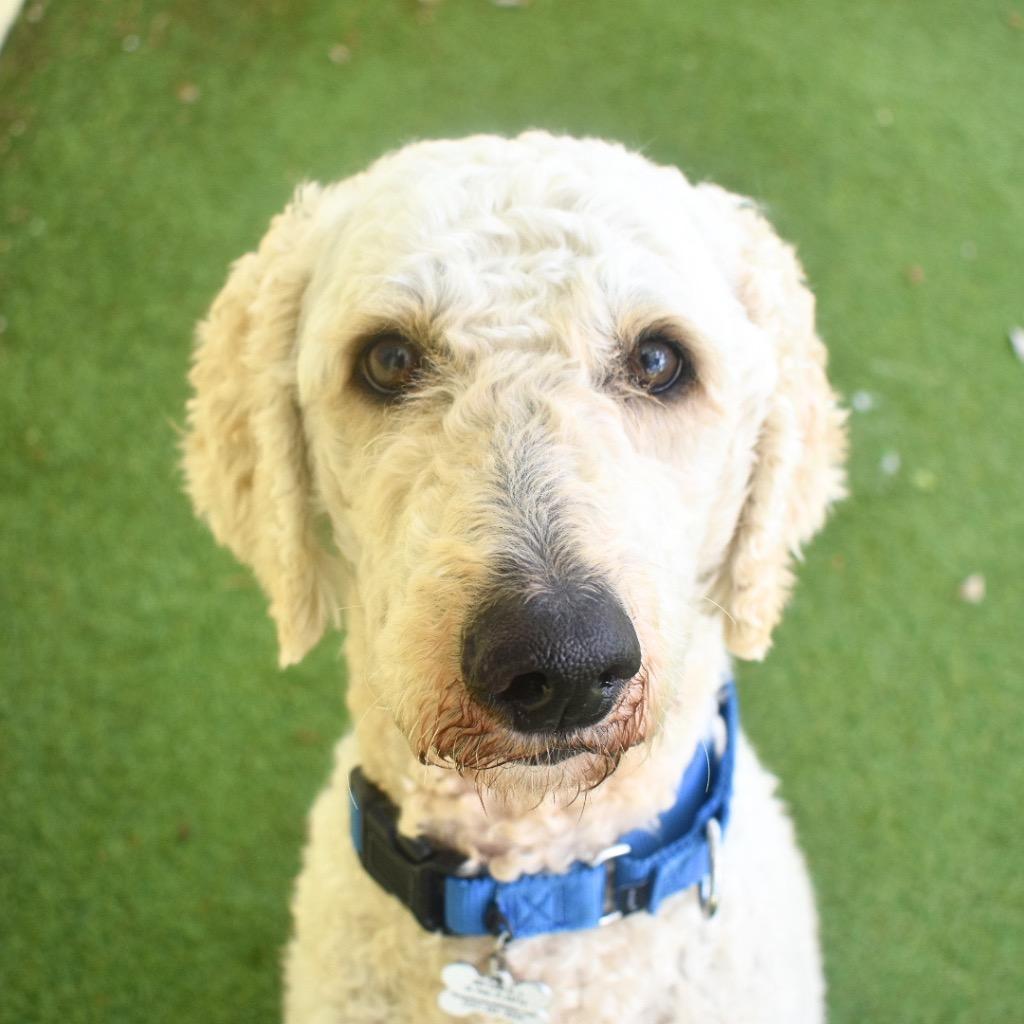 Orlando, a Adopted mixed breed in Saint Petersburg, FL image 1/3