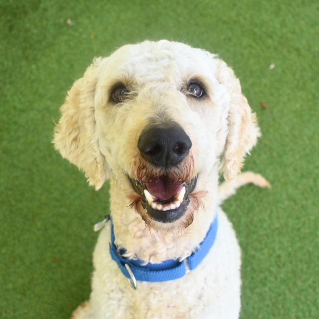 Orlando, a Adopted mixed breed in Saint Petersburg, FL image 2/3