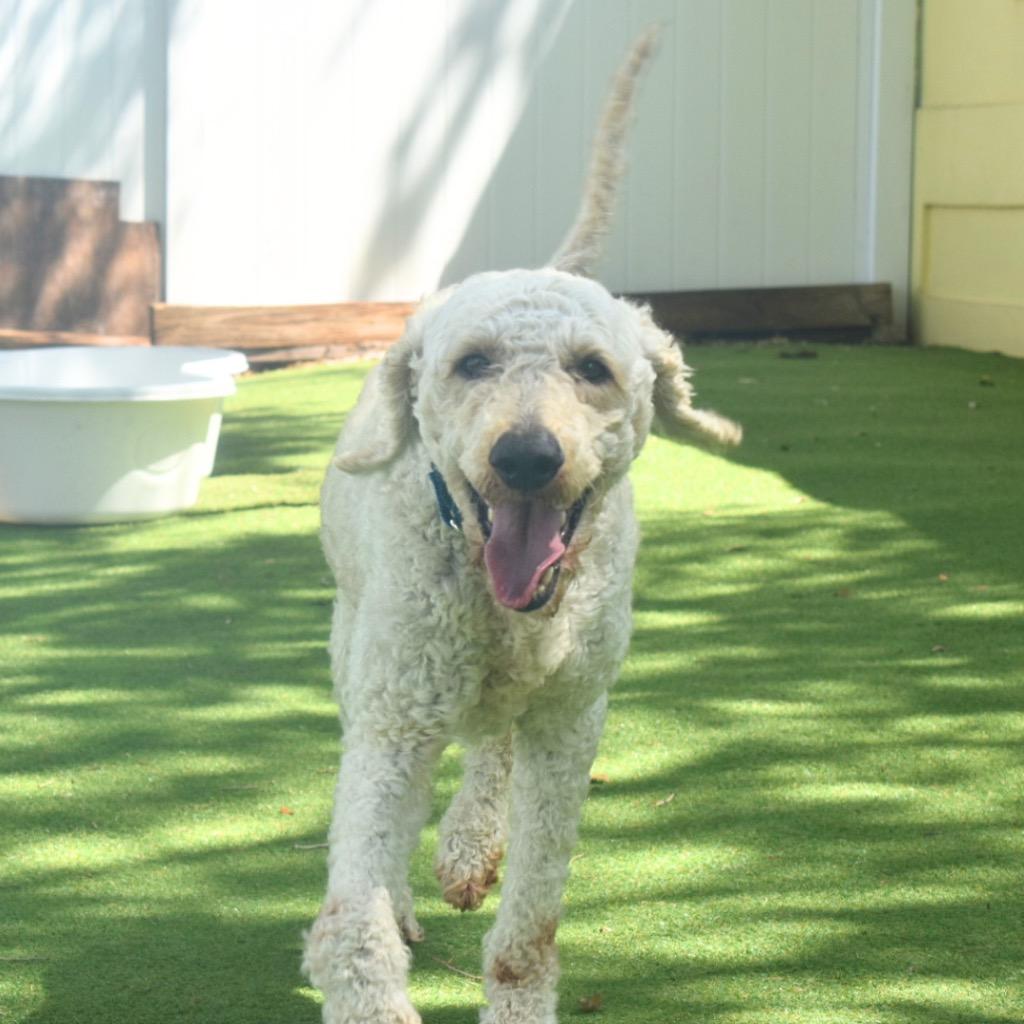 Orlando, a Adopted mixed breed in Saint Petersburg, FL image 3/3