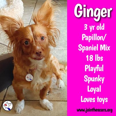 Enlarge Ginger, a Adoptable mixed breed in Glendora, CA image 1/4