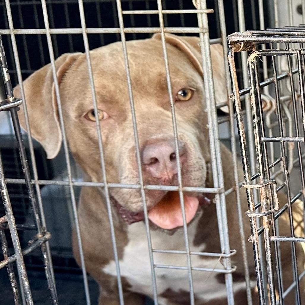 Wags, Adoptable, Adult Female Pit Bull Terrier.