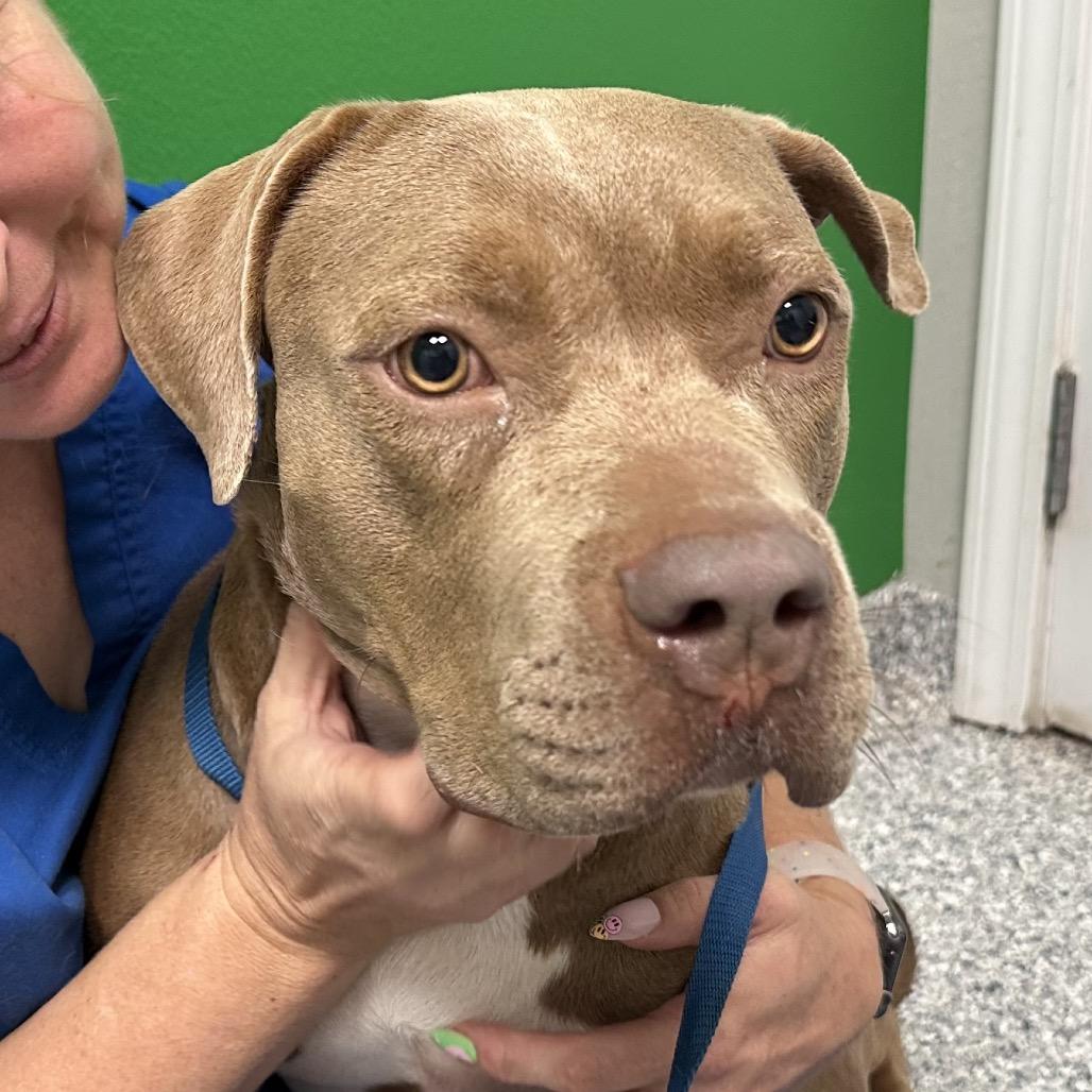Enlarge Wags, a Adoptable Pit Bull Terrier in Natchitoches, LA image 2/2