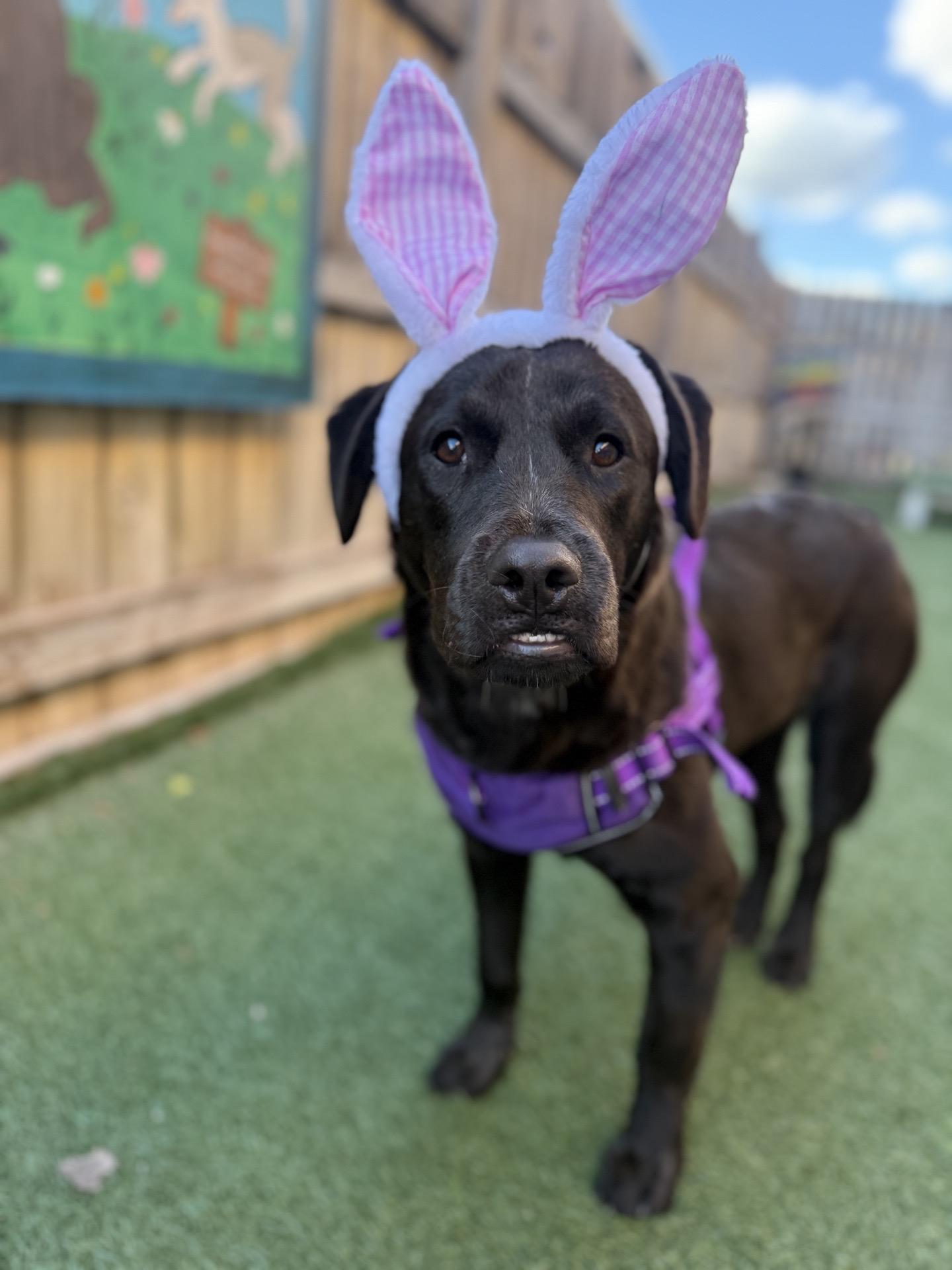 Zinnia, adopted, Young Female Black Labrador Retriever.