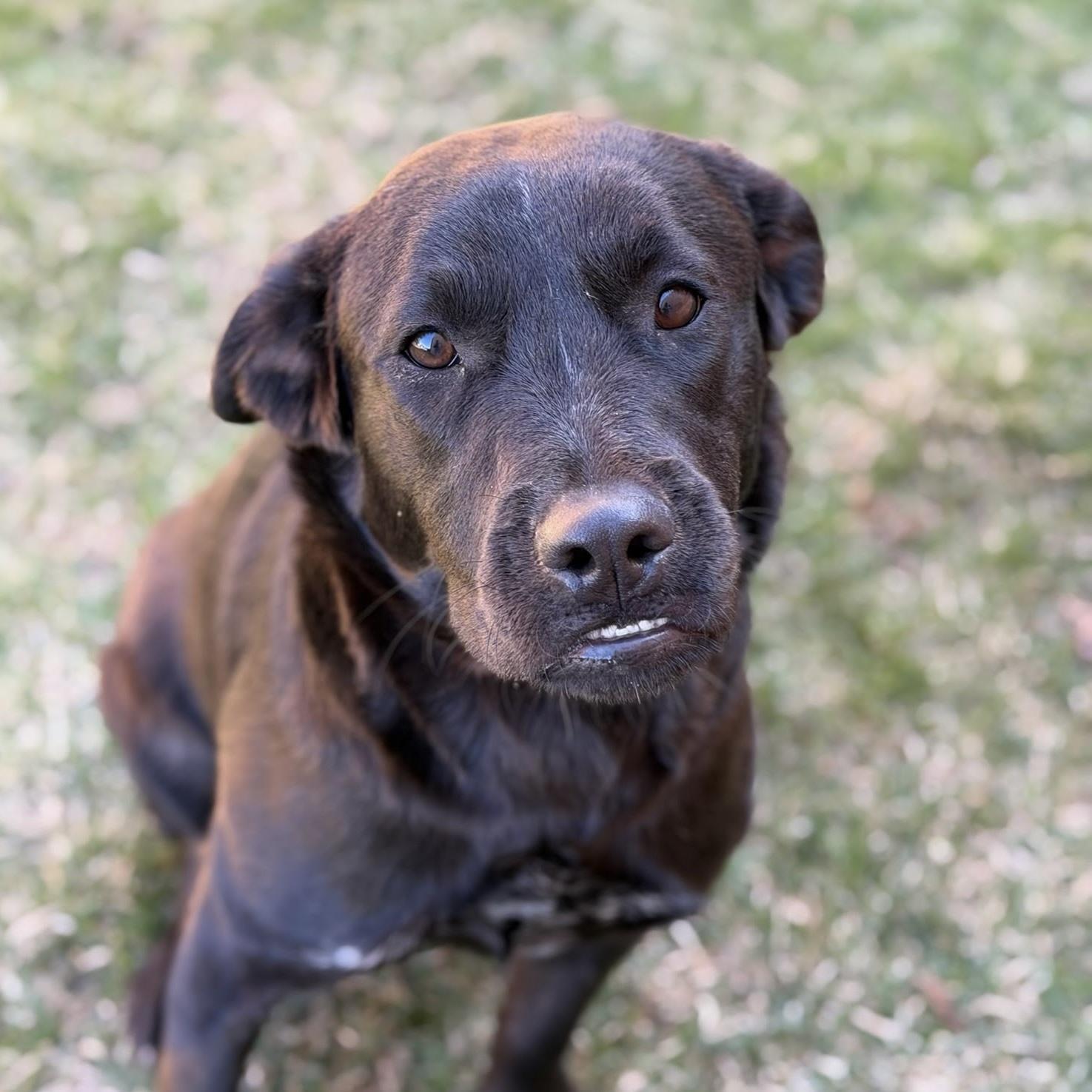Enlarge Zinnia, an adopted mixed breed in Itasca, IL image 3/3