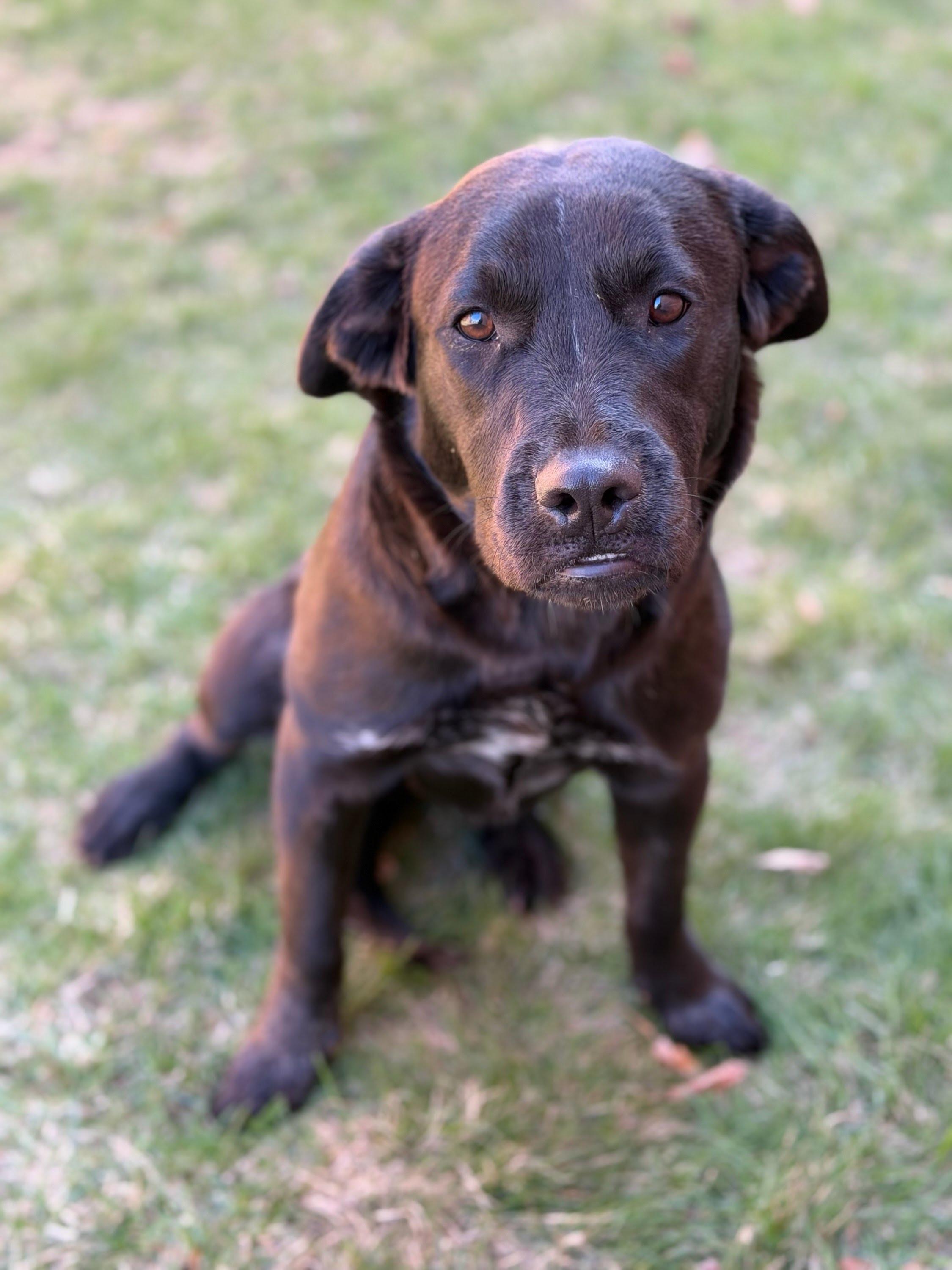 Enlarge Zinnia, an adopted mixed breed in Itasca, IL image 2/3
