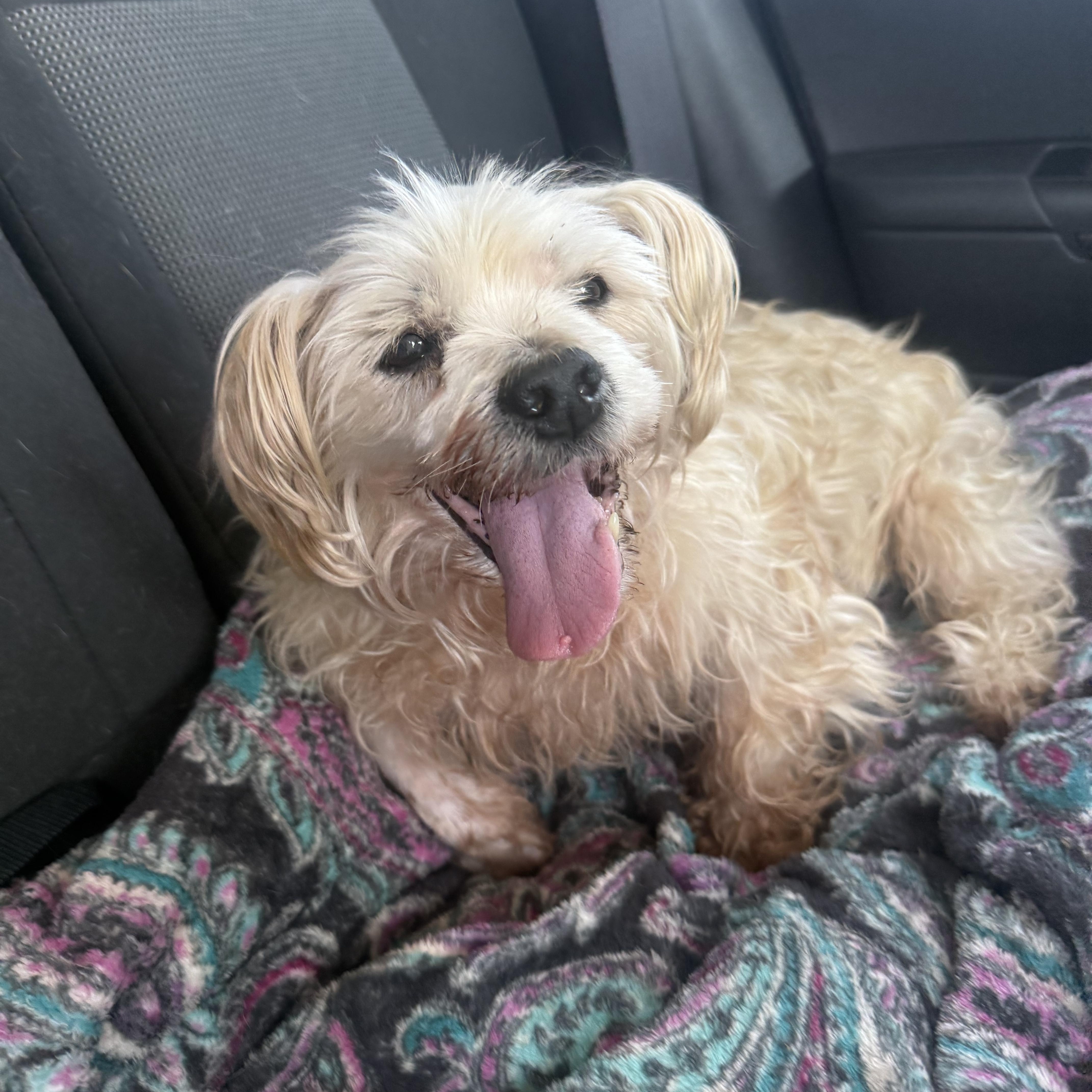 Eleanor, adopted, Senior Female Lhasa Apso & Havanese.