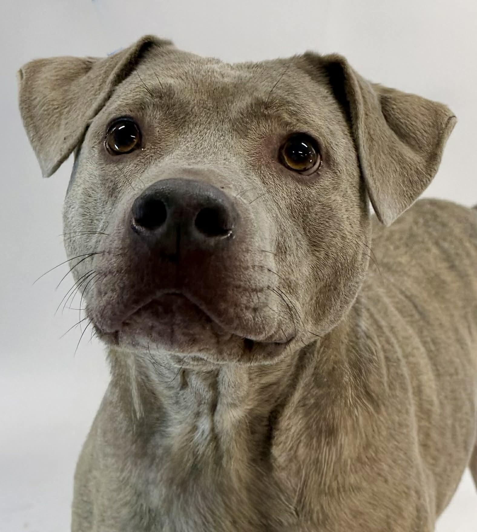 Zeke, a ADOPTABLE mixed breed in Shelbyville, KY image 2/5