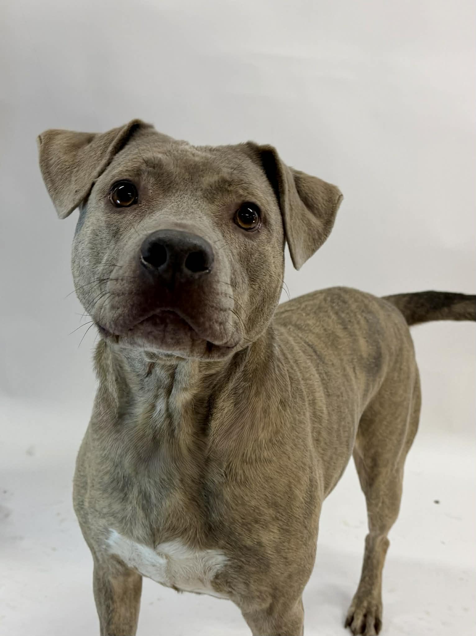 Zeke, a ADOPTABLE mixed breed in Shelbyville, KY image 4/5