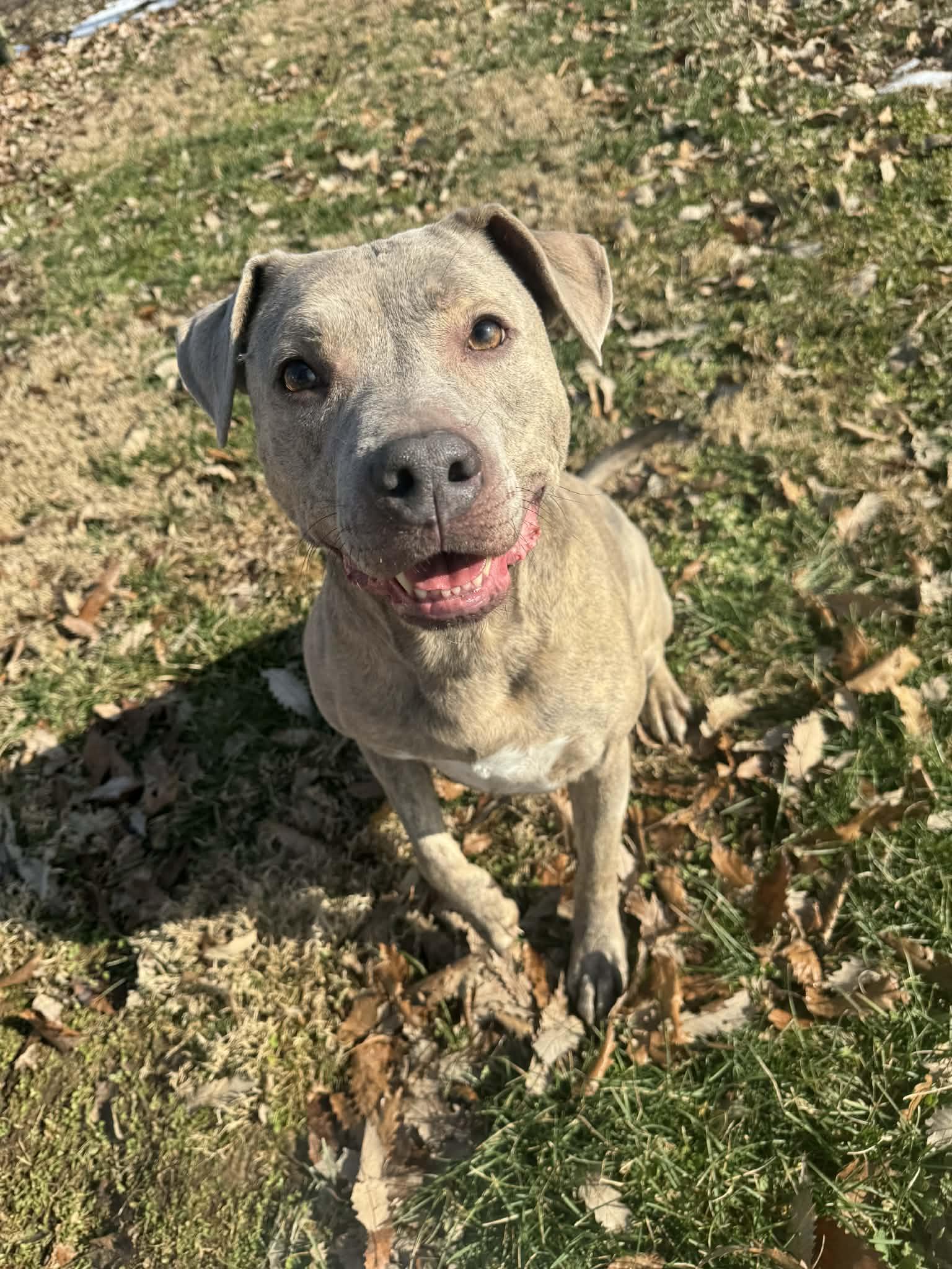 Zeke, a ADOPTABLE mixed breed in Shelbyville, KY image 1/5