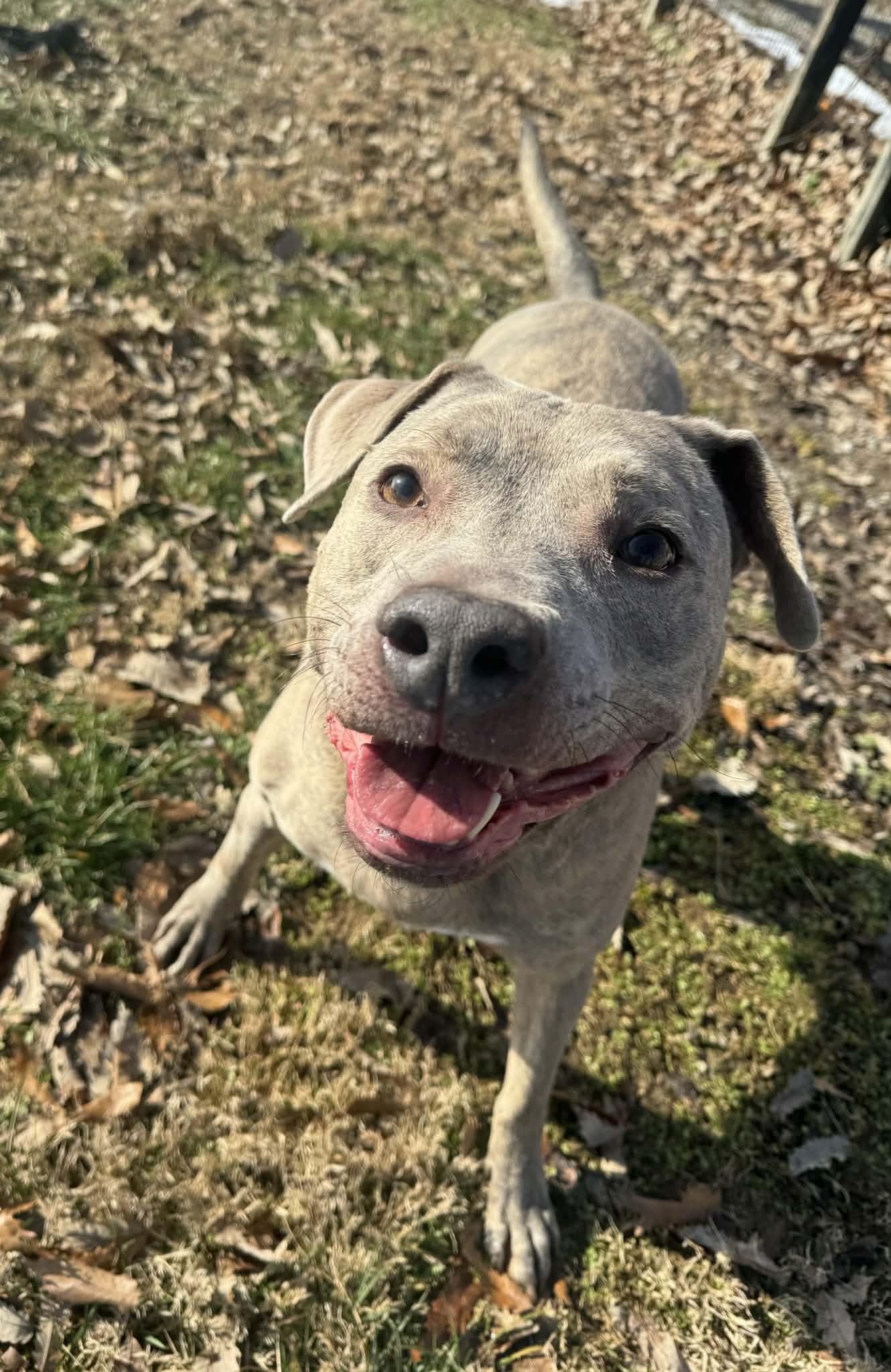 Zeke, a ADOPTABLE mixed breed in Shelbyville, KY image 5/5