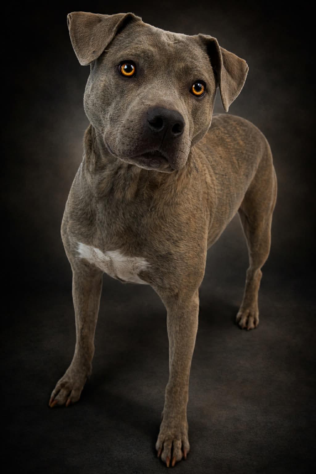 Zeke, a ADOPTABLE mixed breed in Shelbyville, KY image 3/5