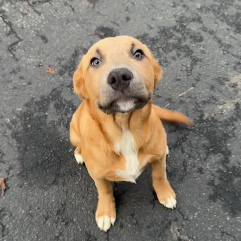 Enlarge STONE COLD, a Adoptable Mixed Breed in Cranston, RI image 1/1