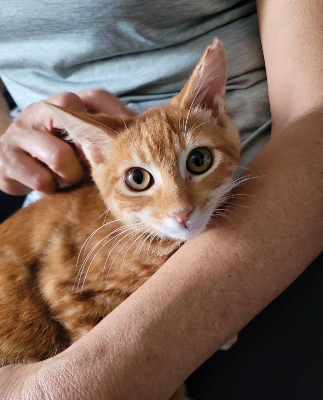 Enlarge Kuapa, an adopted Domestic Short Hair in Honolulu, HI image 3/5