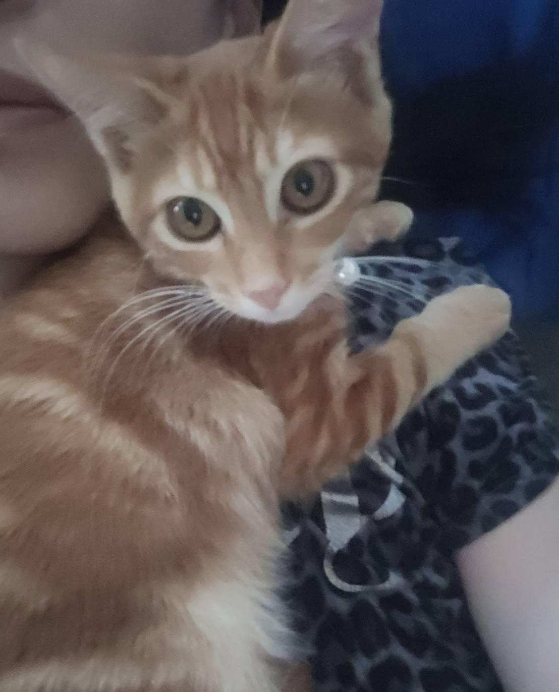 Enlarge Kuapa, an adopted Domestic Short Hair in Honolulu, HI image 5/5