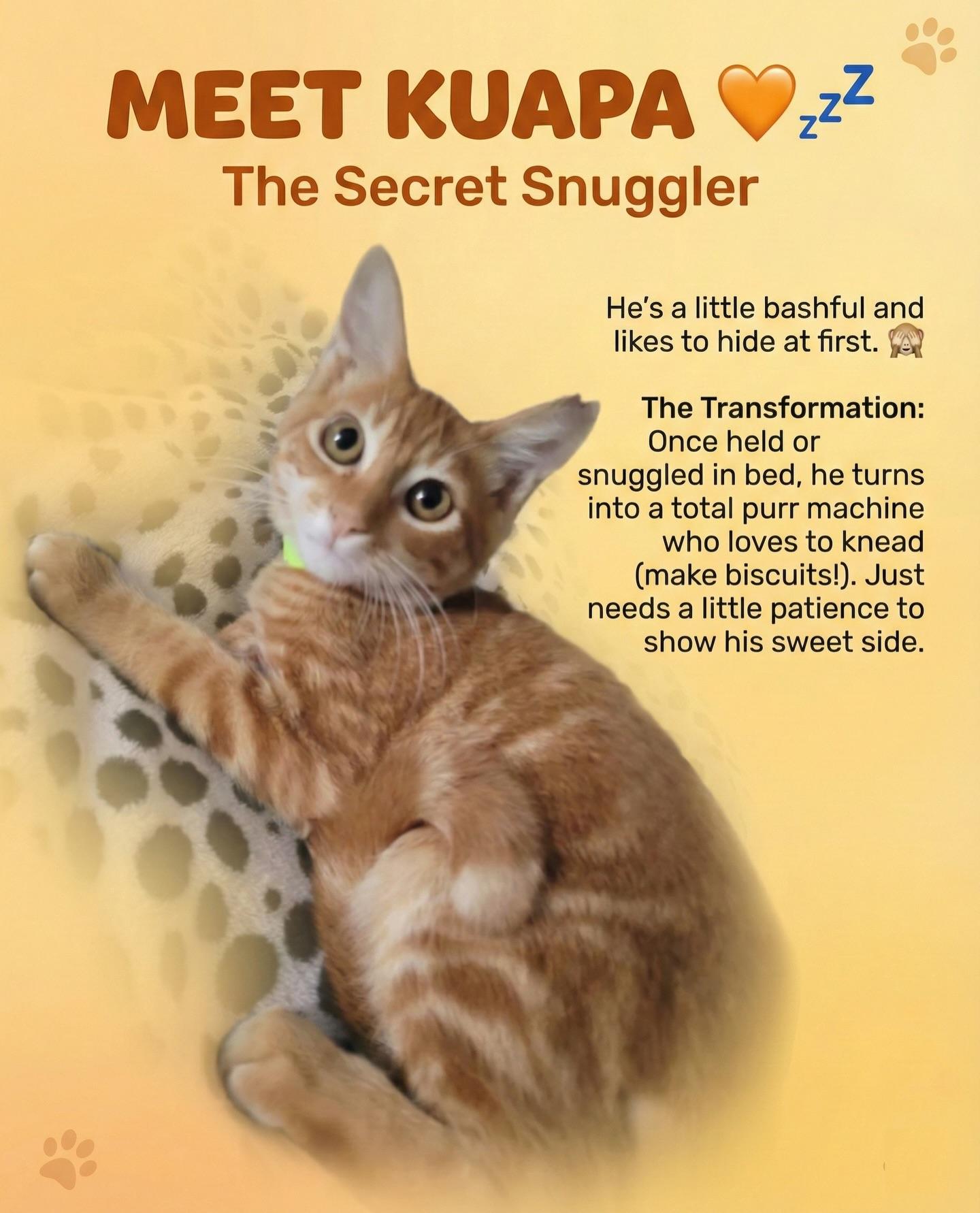 Enlarge Kuapa, an adopted Domestic Short Hair in Honolulu, HI image 1/5