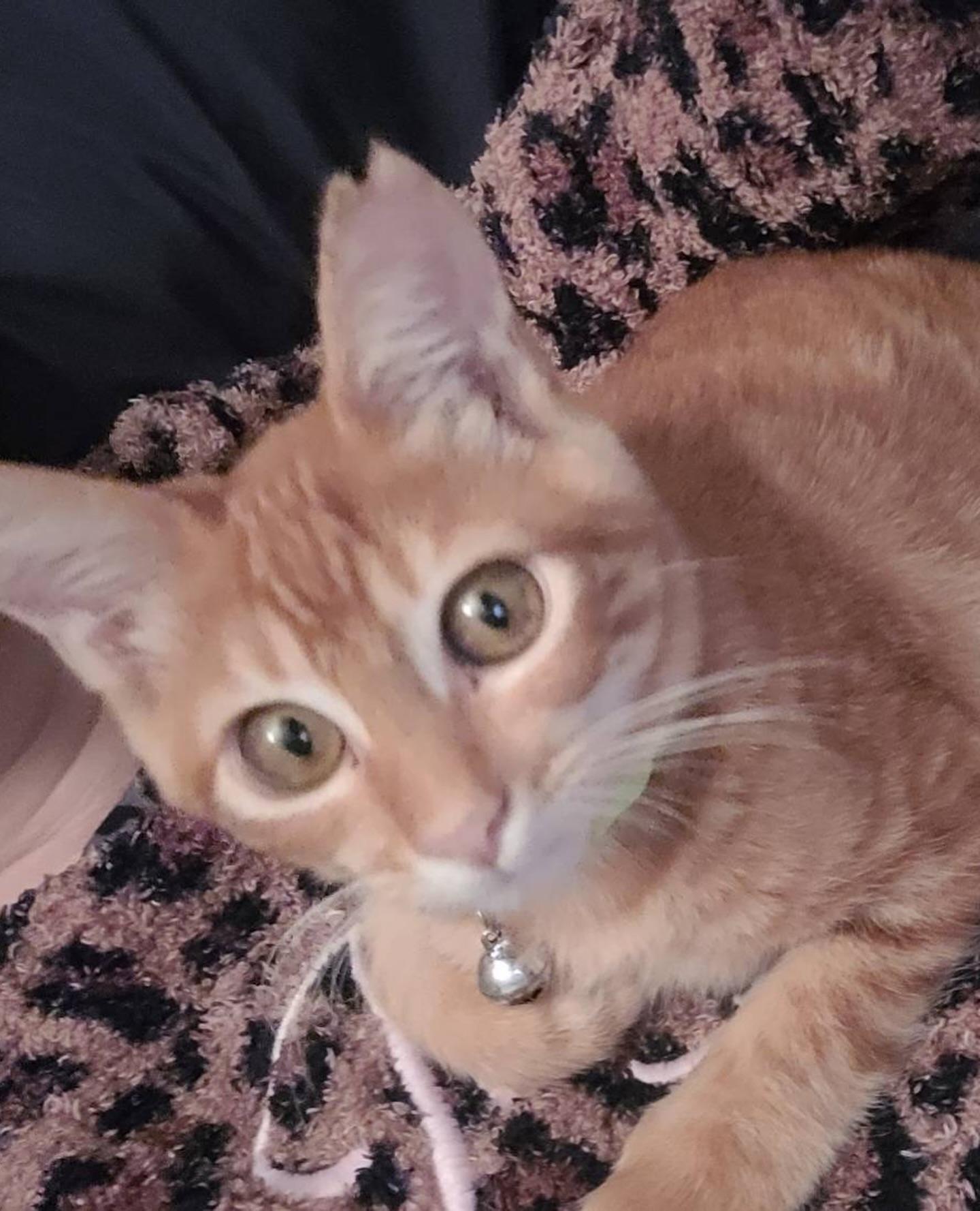 Enlarge Kuapa, an adopted Domestic Short Hair in Honolulu, HI image 4/5