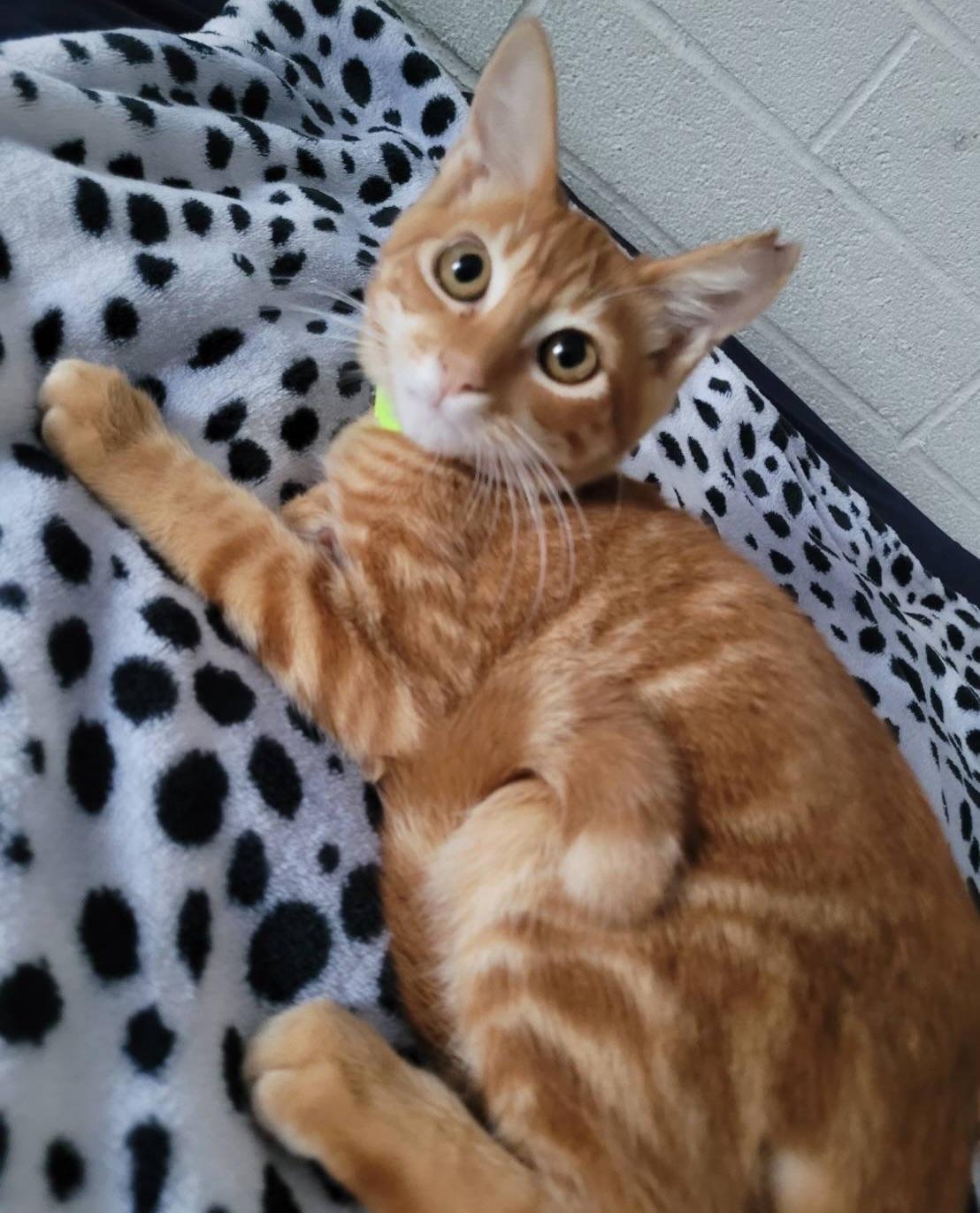 Enlarge Kuapa, an adopted Domestic Short Hair in Honolulu, HI image 2/5