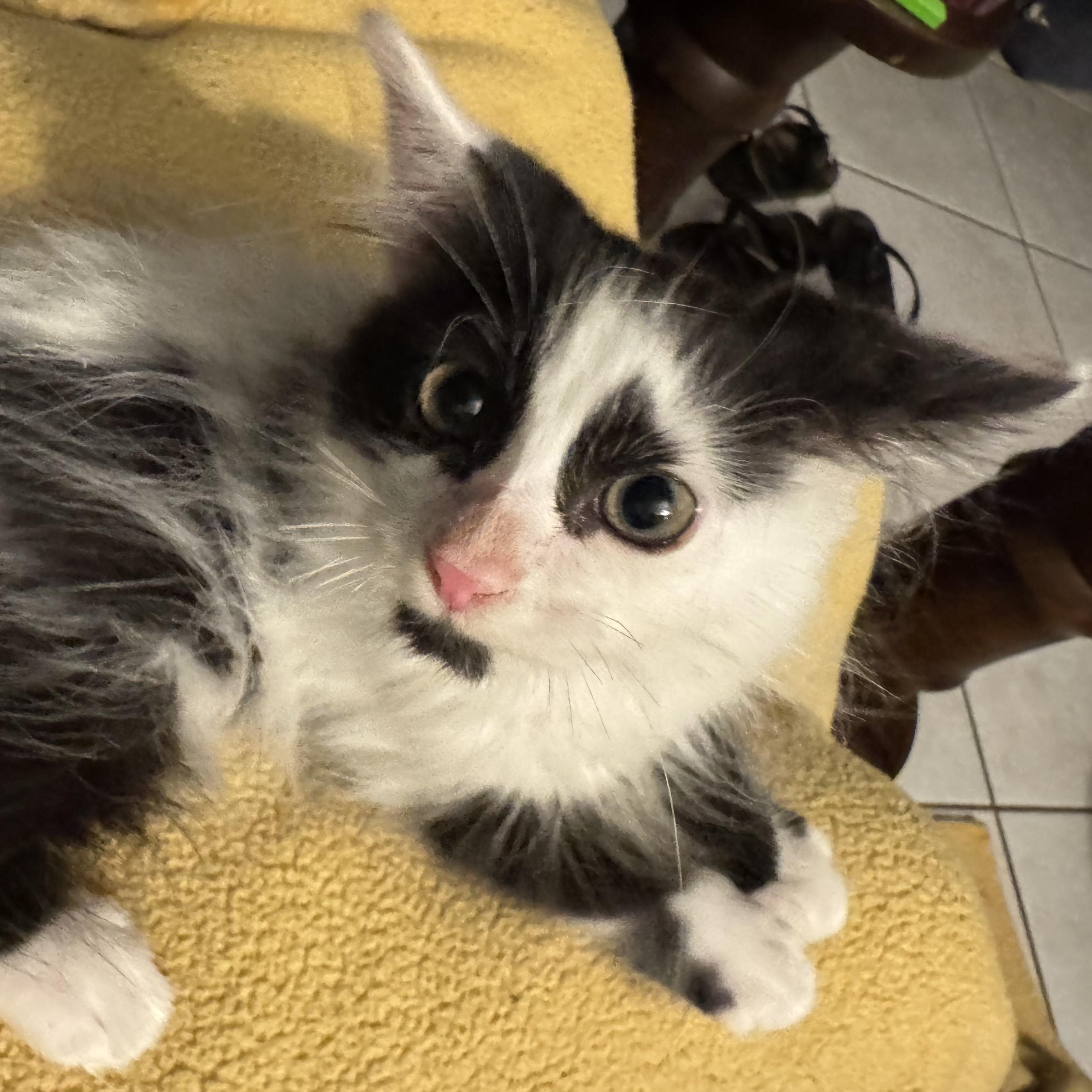 Enlarge Rosco, an adopted Domestic Long Hair in Boston, MA image 1/6