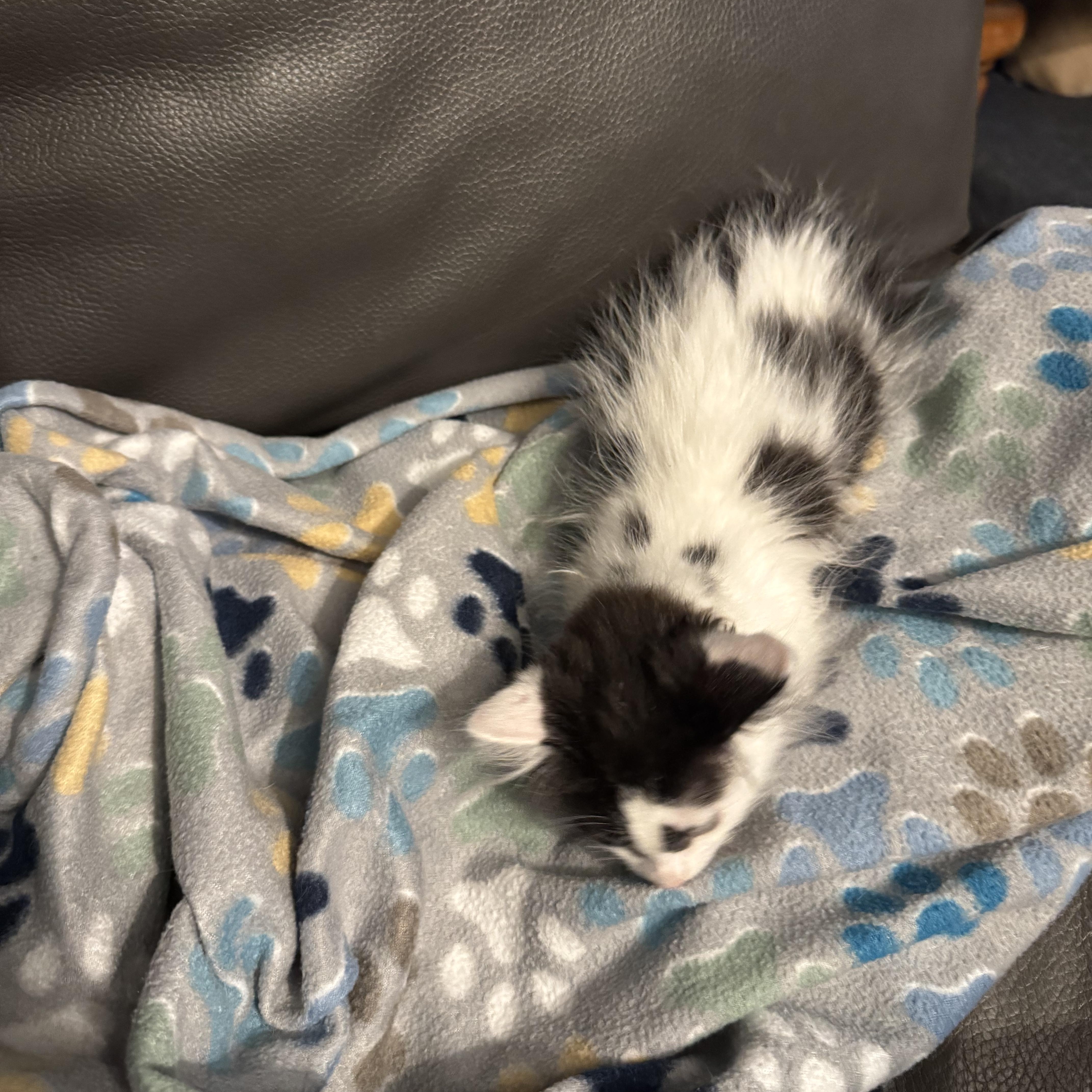 Enlarge Rosco, an adopted Domestic Long Hair in Boston, MA image 6/6