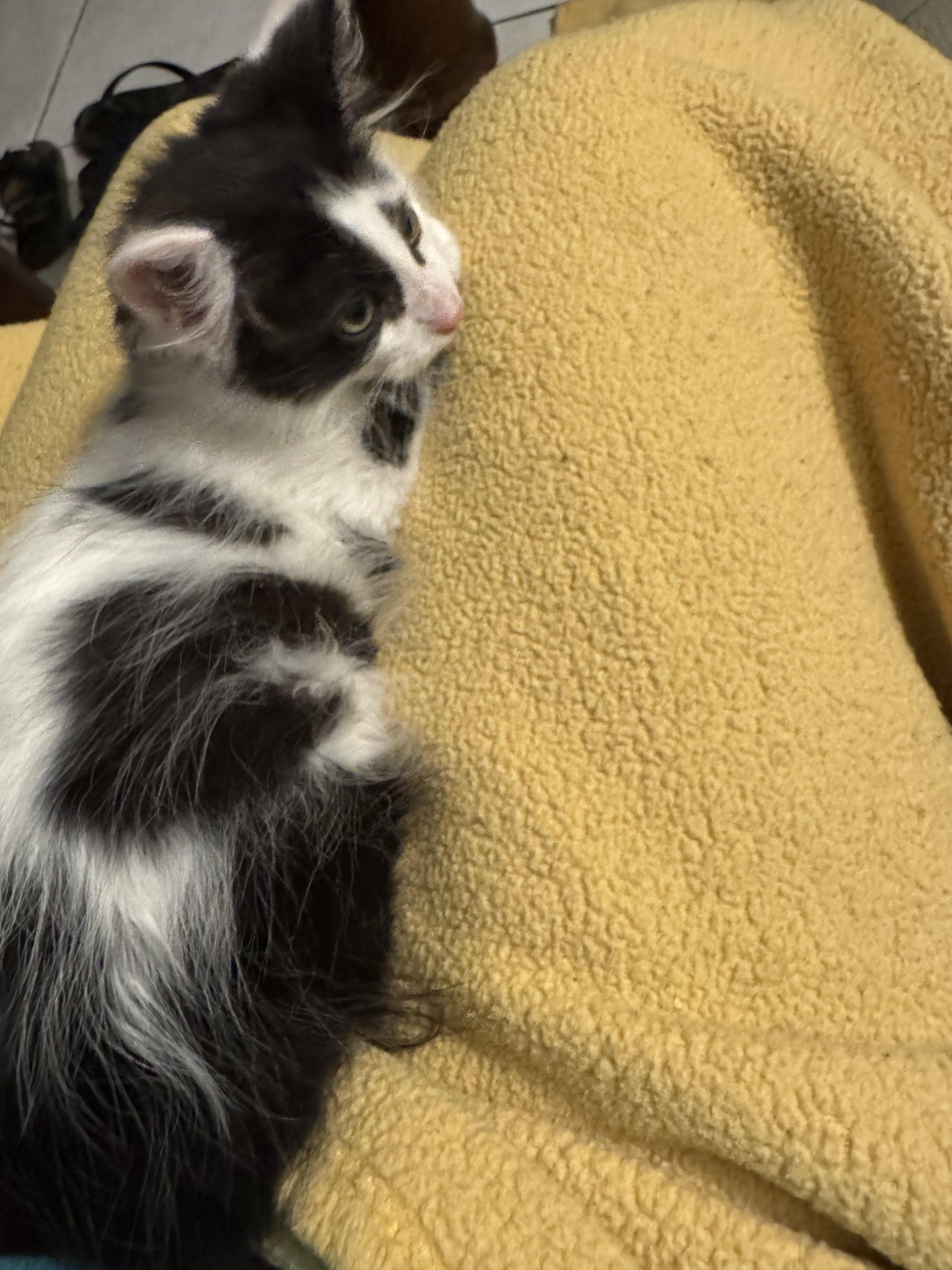 Enlarge Rosco, an adopted Domestic Long Hair in Boston, MA image 4/6