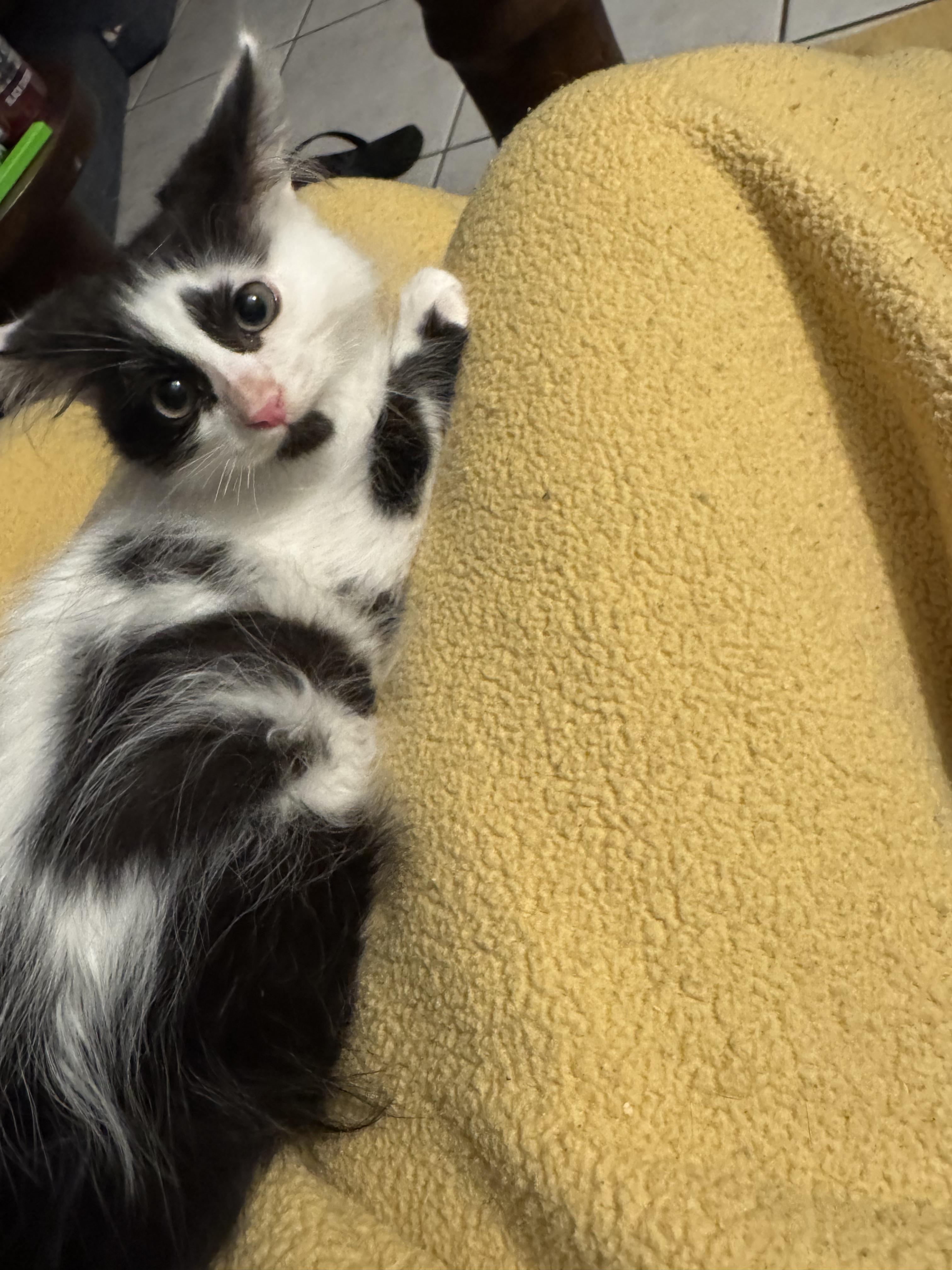 Enlarge Rosco, an adopted Domestic Long Hair in Boston, MA image 3/6