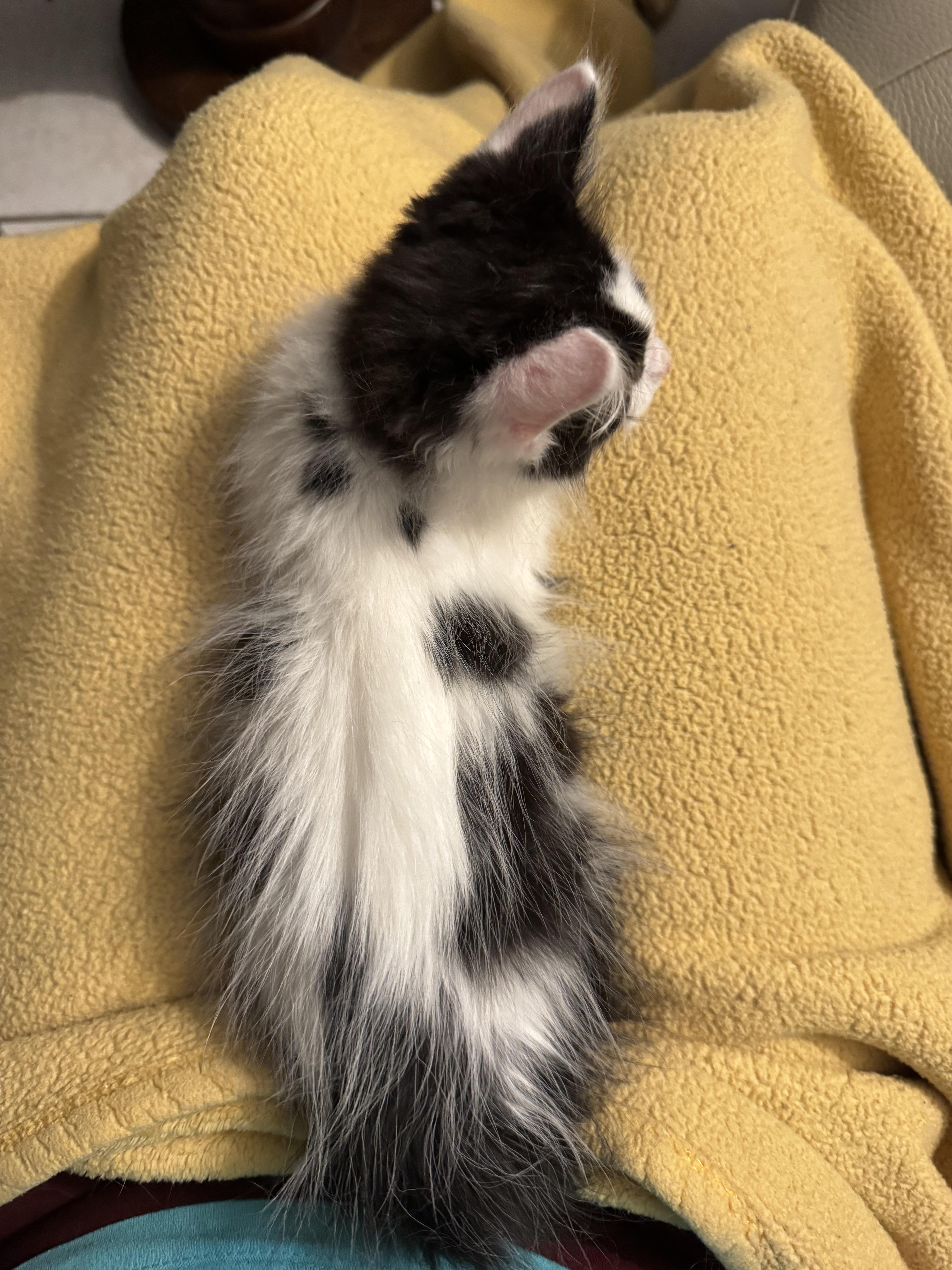 Enlarge Rosco, an adopted Domestic Long Hair in Boston, MA image 5/6