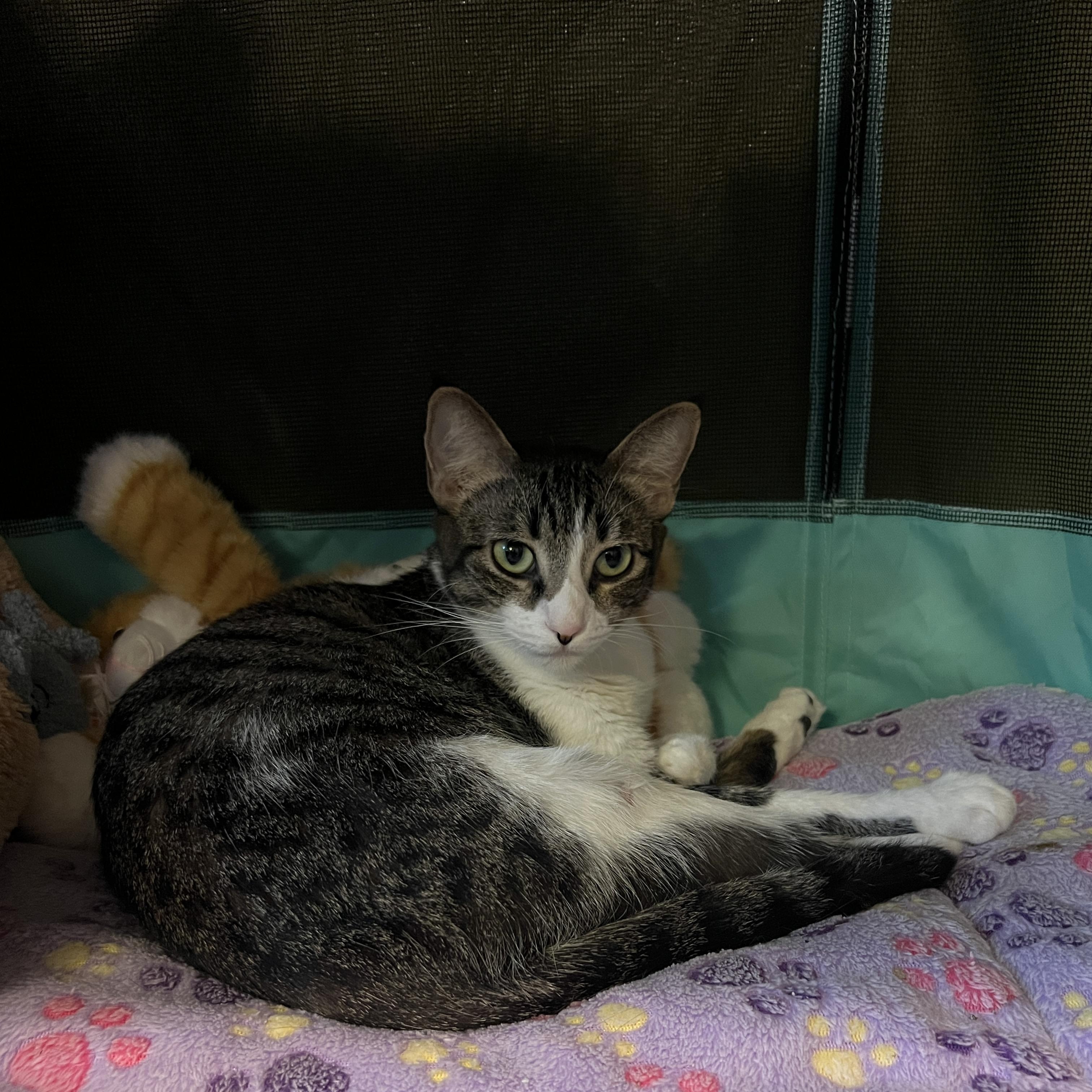 Salem, Adoptable, Young Female Domestic Short Hair.