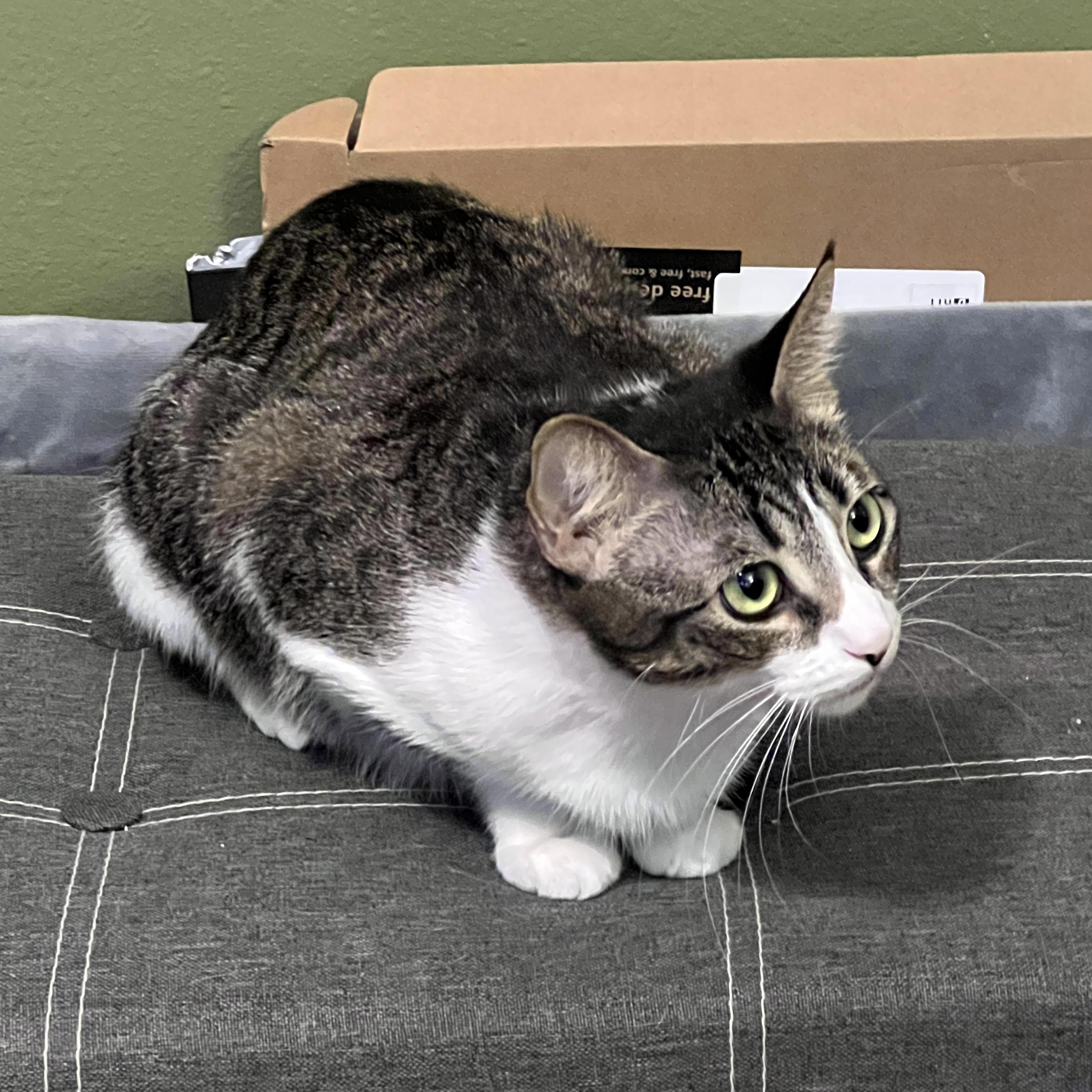 Enlarge Salem, a Adoptable Domestic Short Hair in Niagara Falls, NY image 4/6