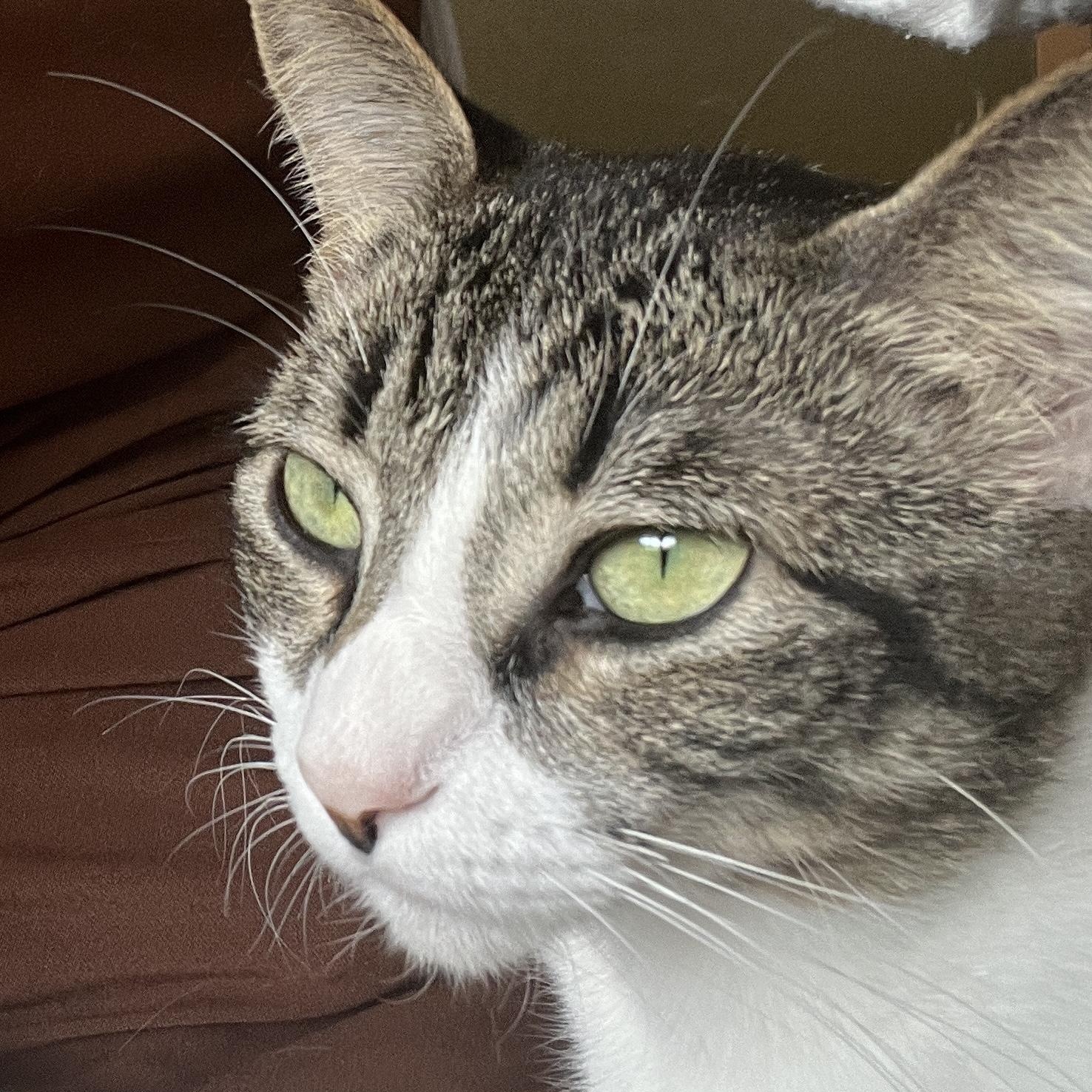 Enlarge Salem, a Adoptable Domestic Short Hair in Niagara Falls, NY image 5/6