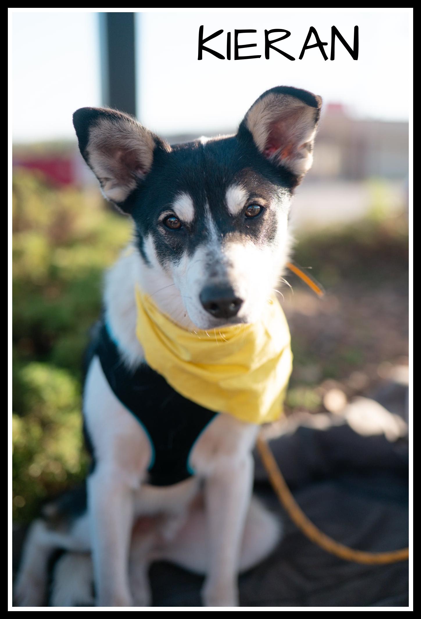 Kieran, an adoptable Border Collie in Valley City, ND, 58072 | Photo Image 1