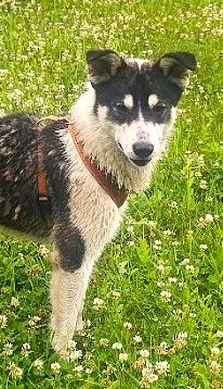 Kieran, an adoptable Border Collie in Valley City, ND, 58072 | Photo Image 1