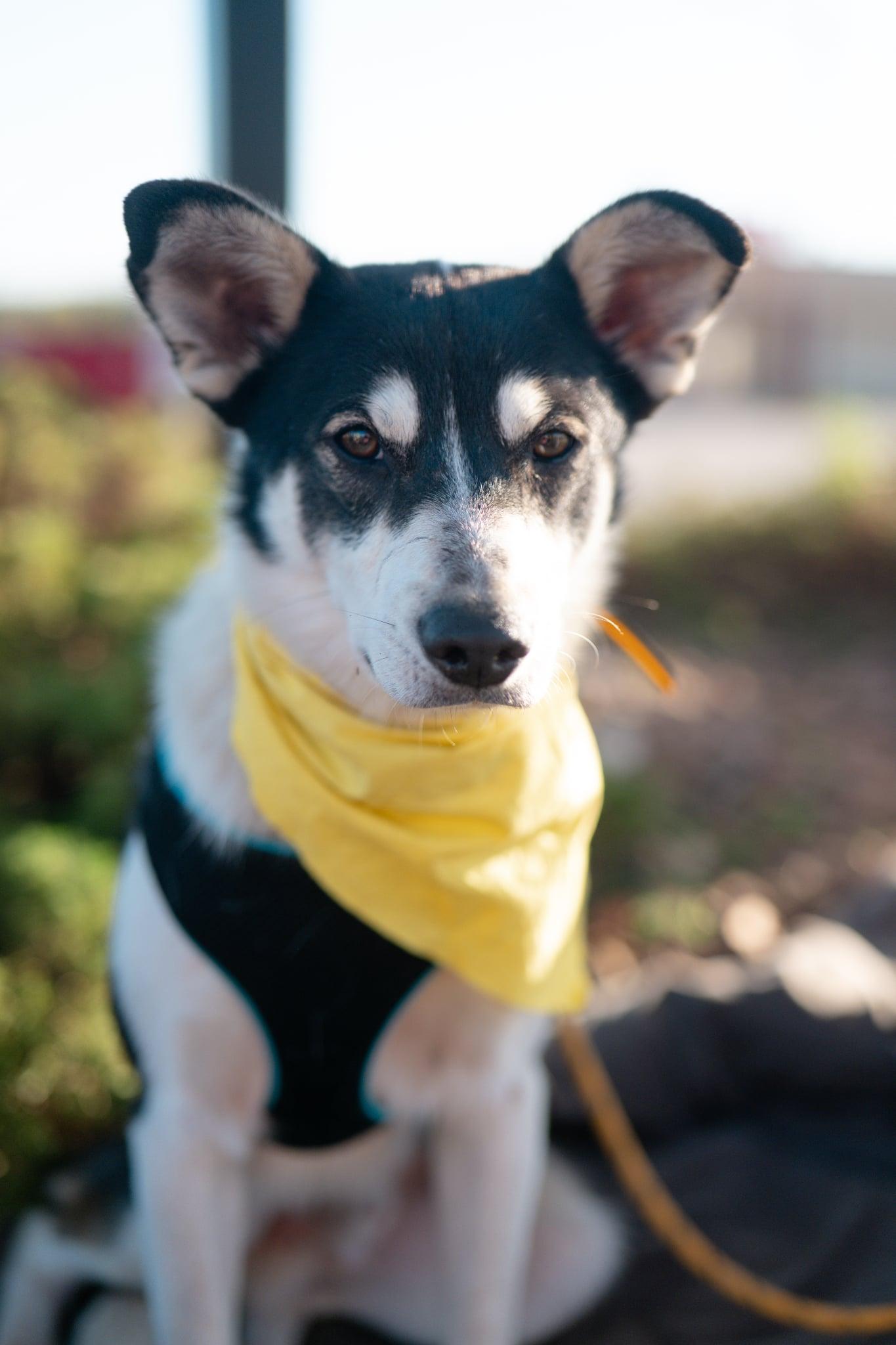 Kieran, an adoptable Border Collie in Valley City, ND, 58072 | Photo Image 5
