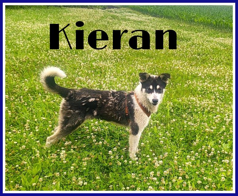 Kieran, an adoptable Border Collie in Valley City, ND, 58072 | Photo Image 2