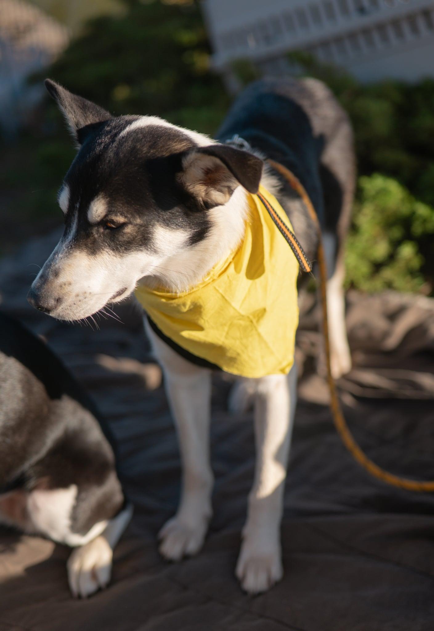 Kieran, an adoptable Border Collie in Valley City, ND, 58072 | Photo Image 2