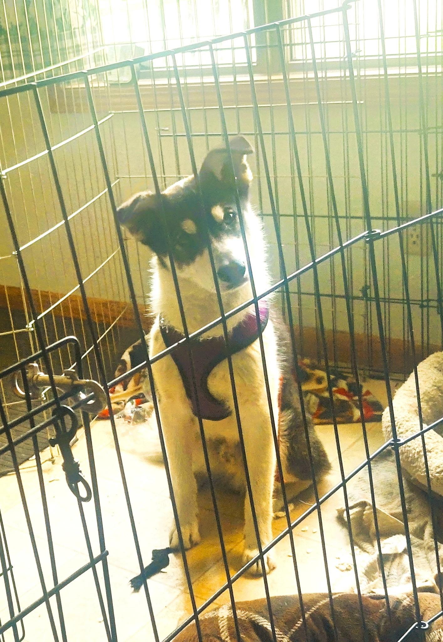 Kieran, an adoptable Border Collie in Valley City, ND, 58072 | Photo Image 3