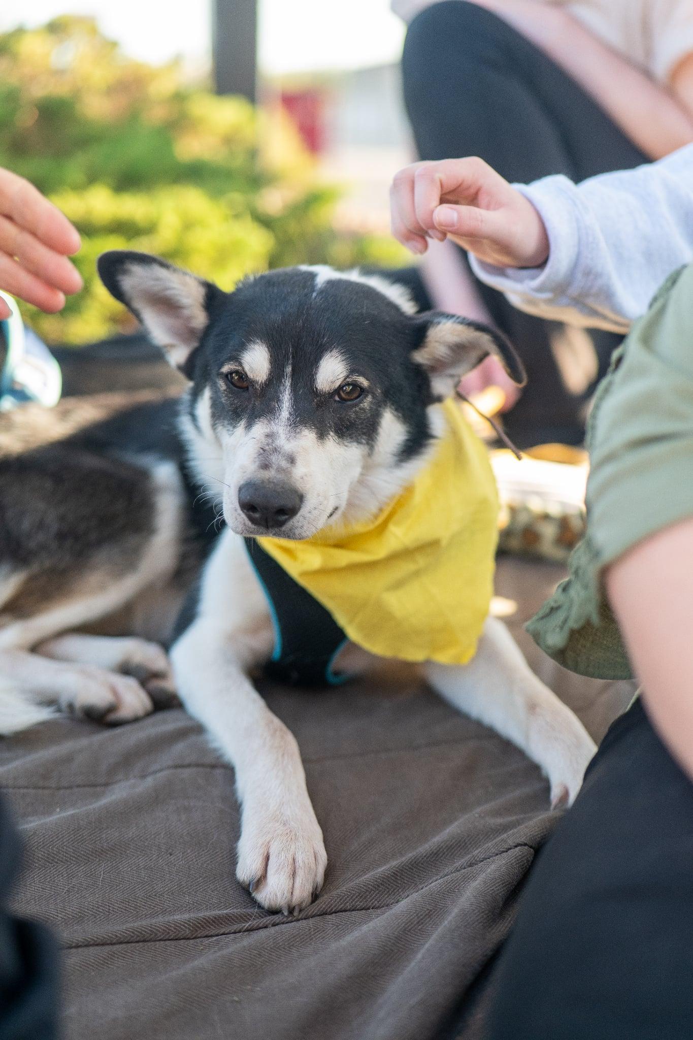 Kieran, an adoptable Border Collie in Valley City, ND, 58072 | Photo Image 3