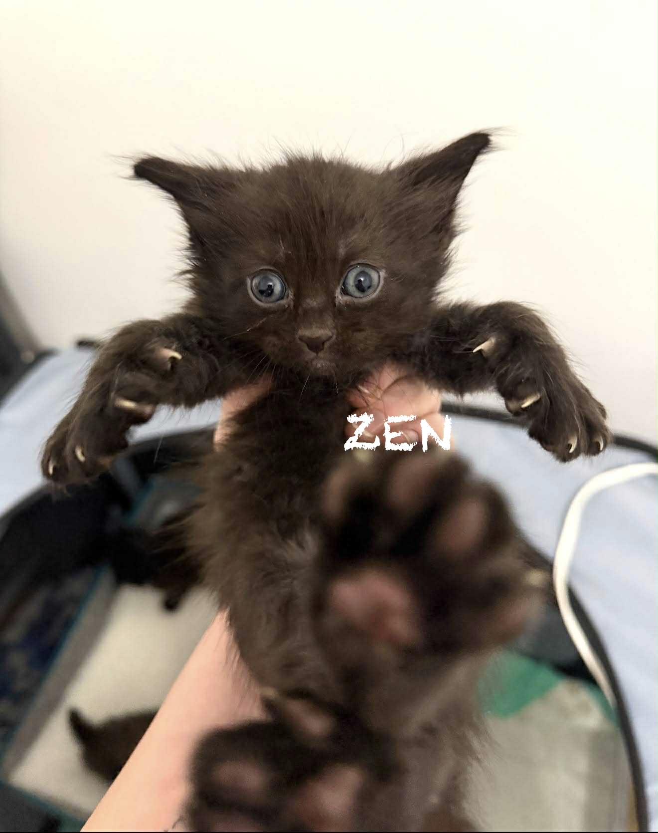 Zen, ADOPTABLE, Kitten Male Domestic Long Hair.