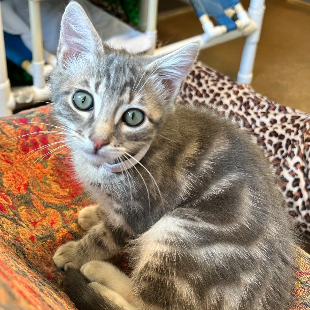 Trixie, Young Male unknown