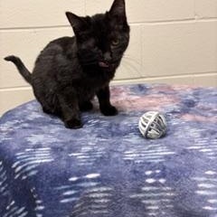 Enlarge Florence, a Adoptable Domestic Short Hair in Liberty, MO image 4/4