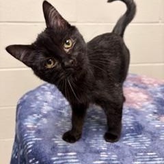 Enlarge Florence, a Adoptable Domestic Short Hair in Liberty, MO image 3/4