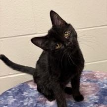 Florence, Adoptable, Kitten Female Domestic Short Hair.