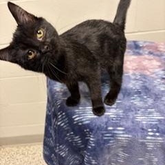 Enlarge Florence, a Adoptable Domestic Short Hair in Liberty, MO image 2/4