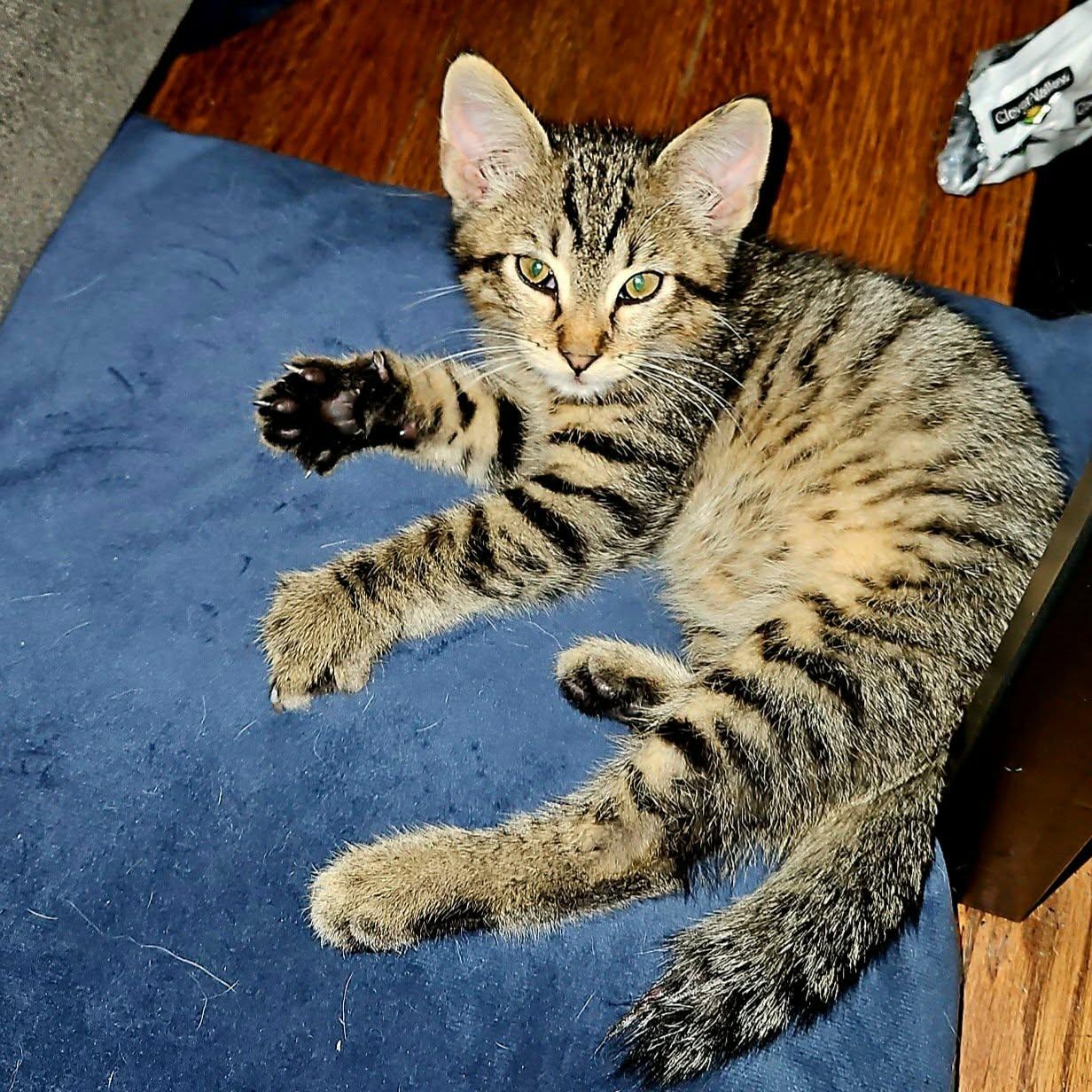Bobby, a ADOPTABLE Domestic Short Hair in Sedalia, MO image 6/6