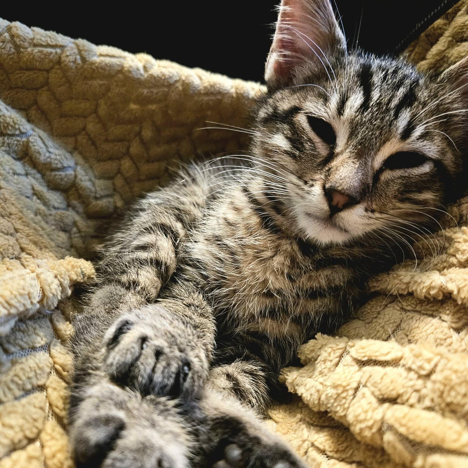 Bobby, a ADOPTABLE Domestic Short Hair in Sedalia, MO image 5/6
