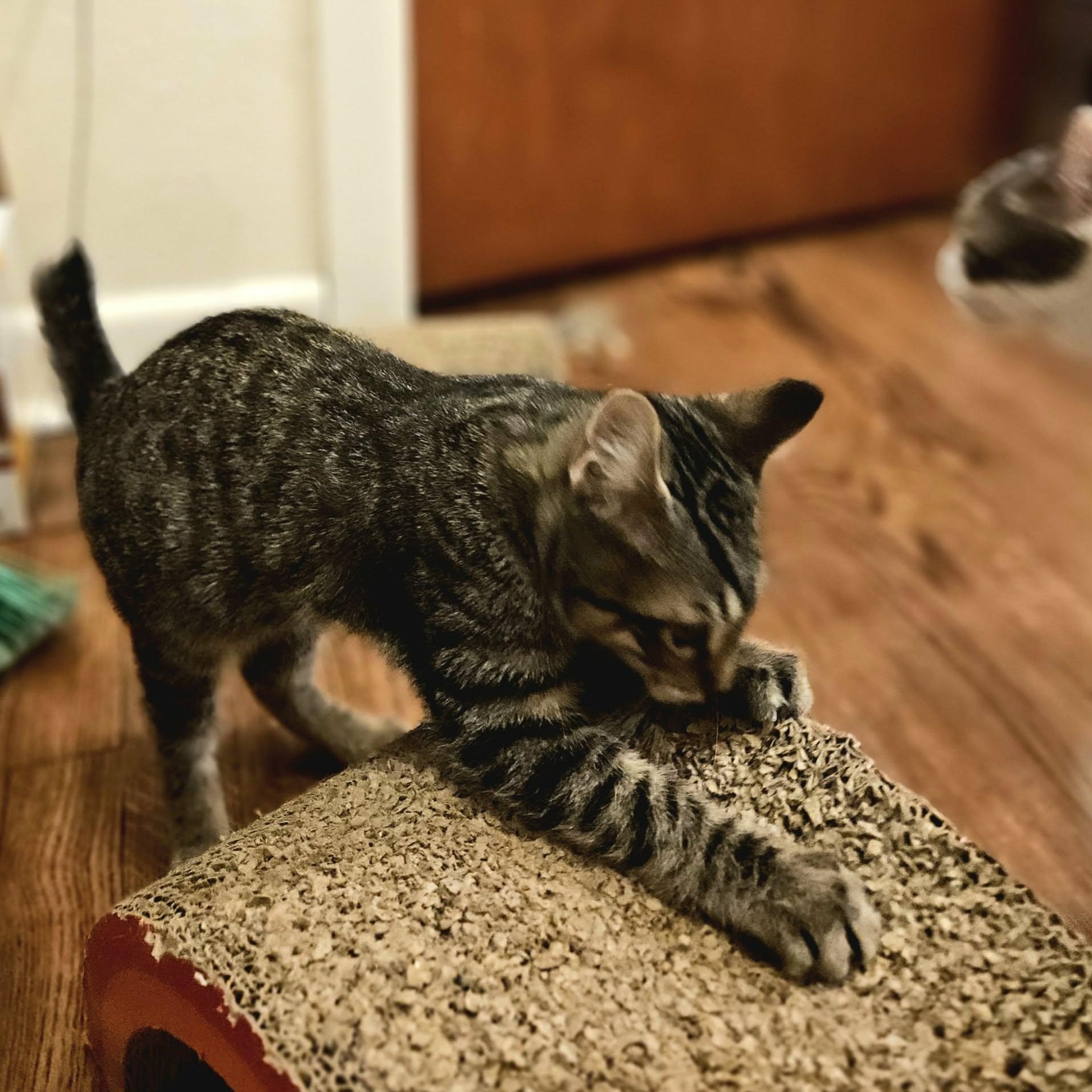 Bobby, a ADOPTABLE Domestic Short Hair in Sedalia, MO image 3/6